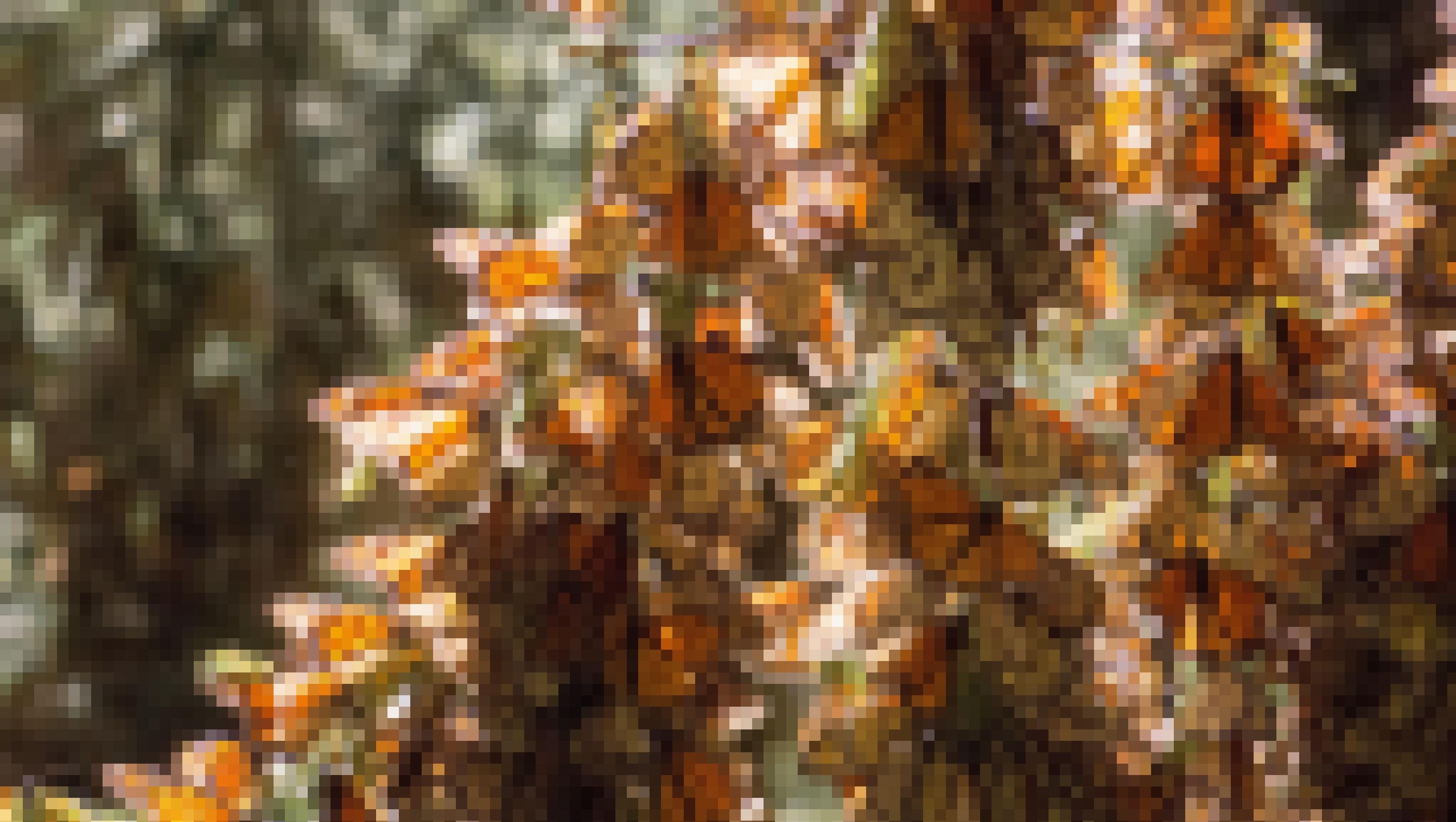 Die auffallend großen und schönen orange-schwarz gefärbten Schmetterlinge namens Monarchfalter sitzen in so großen Mengen auf den Ästen eines Baumes, dass diese vor lauter Insekten kaum noch zu sehen sind.