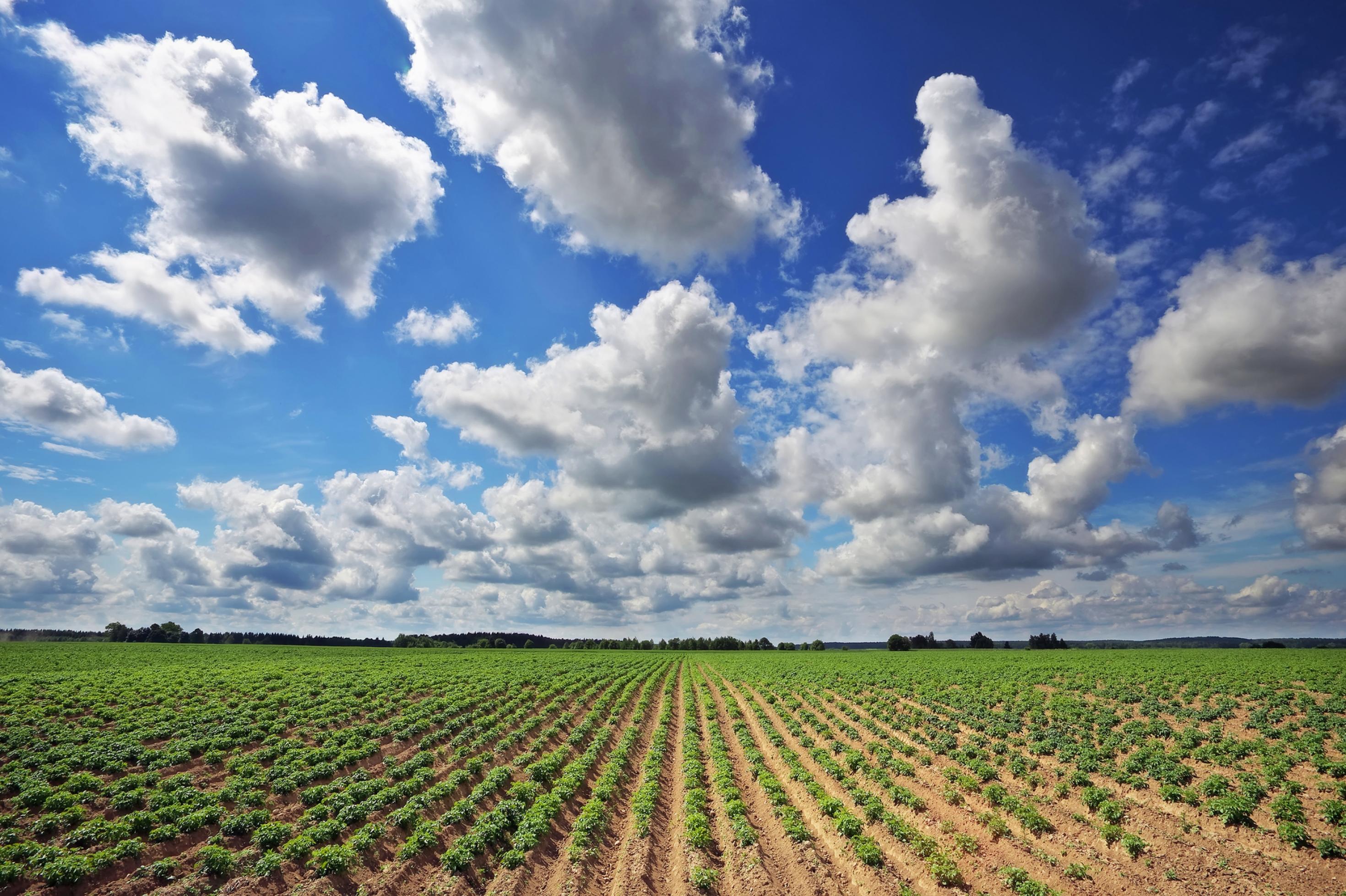 Riesiges Feld mit in Reihe gesetzten Kartoffelpflanzen, darüber ein blauer Himmel mit einzelnen Wolken