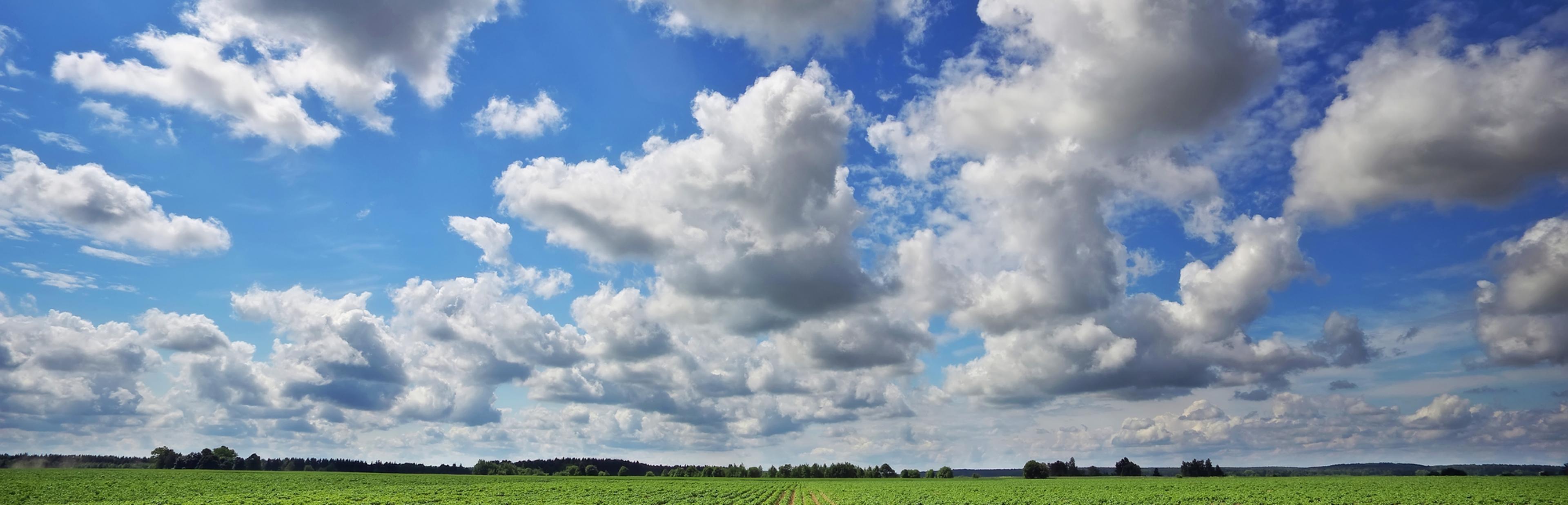 Riesiges Feld mit in Reihe gesetzten Kartoffelpflanzen, darüber ein blauer Himmel mit einzelnen Wolken