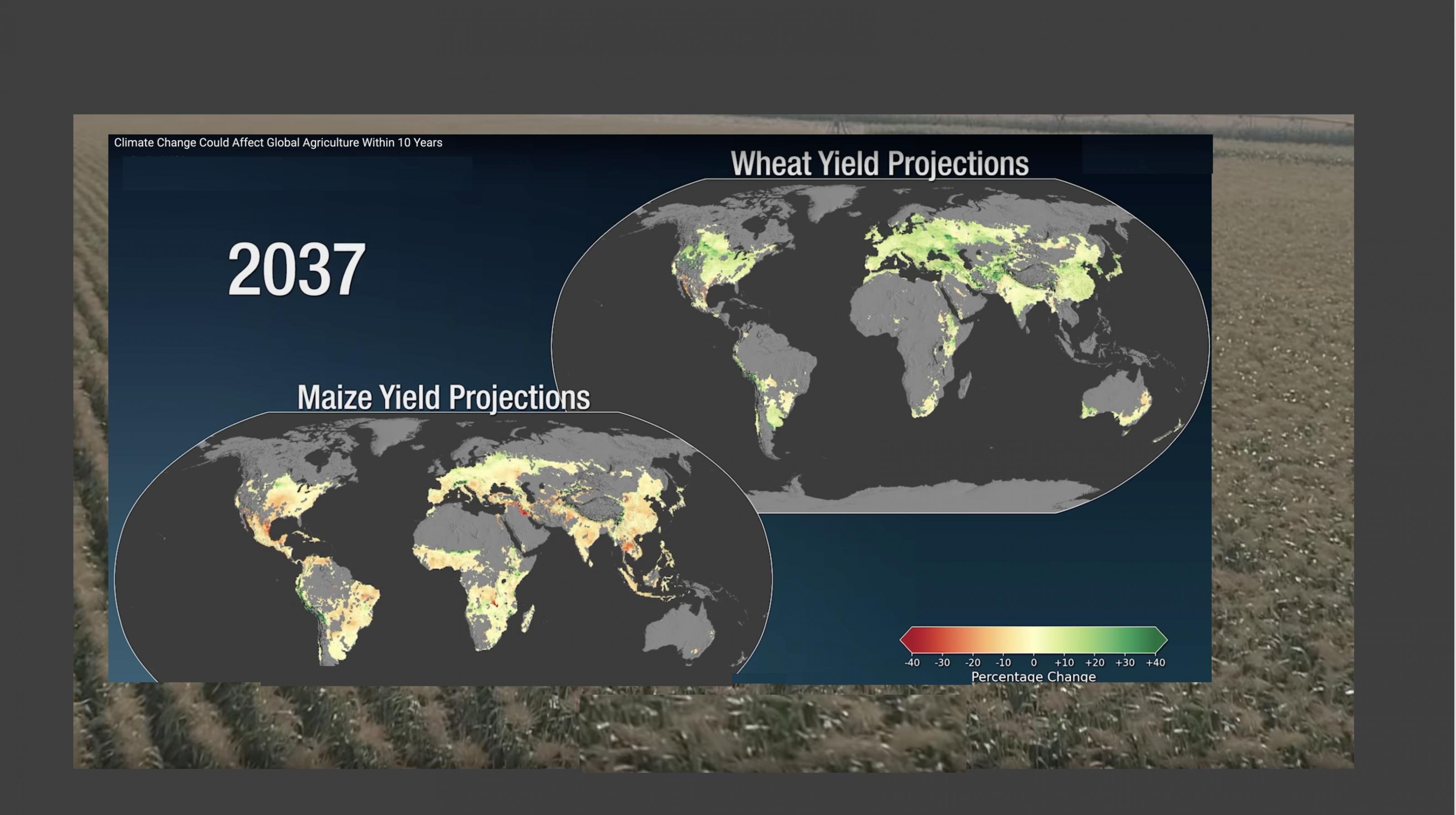 Bearbeiteter Screenshot aus internationaler Studie zeigt Veränderungen bei Mais- und Weizenernte im Jahr 2037. Beim Mais sind große Gebiete schon gelb oder rot gefärbt, was Einbußen bedeutet. Beim Weizen ist vieles im grünen Bereich.