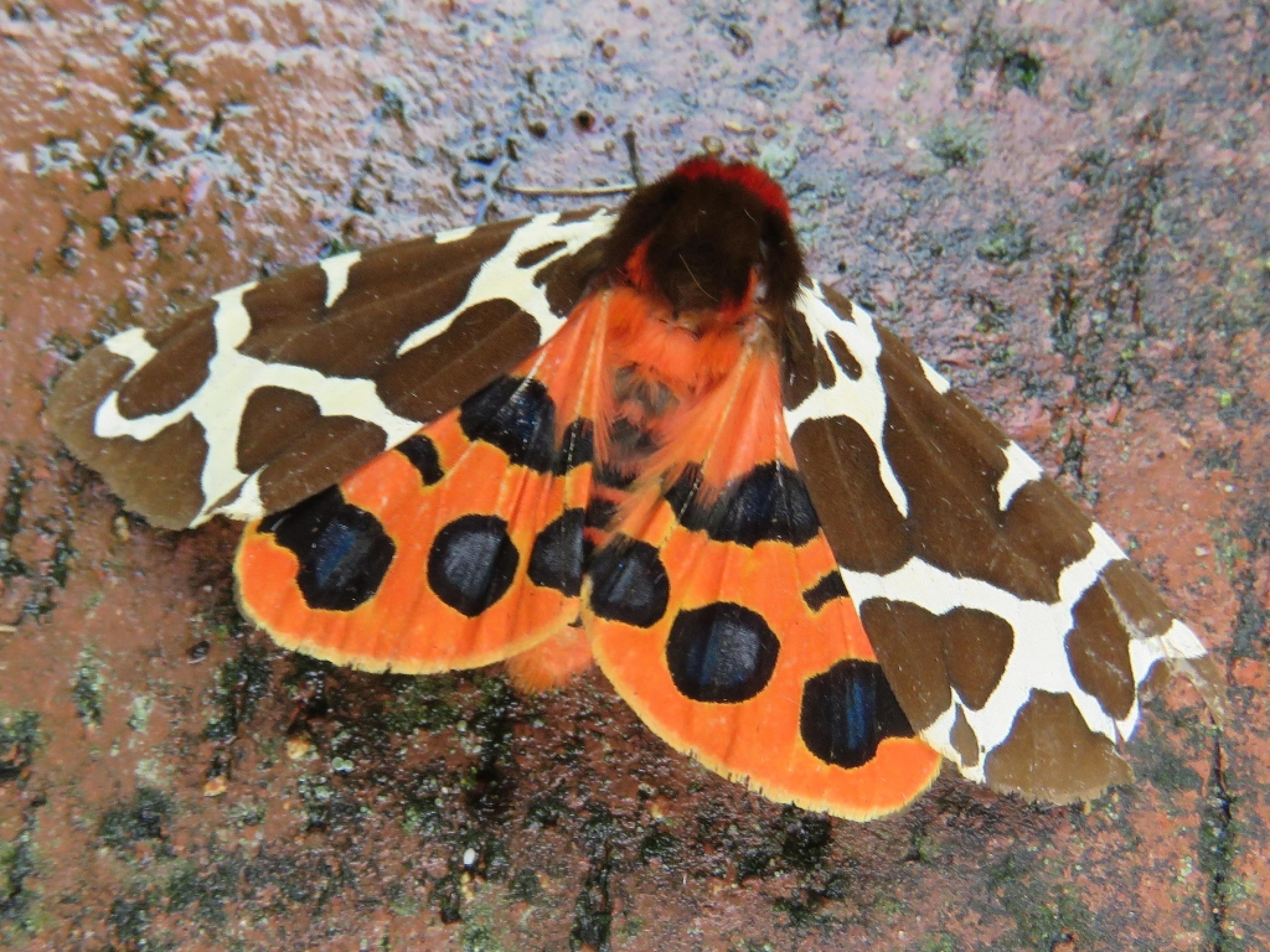 Ein Schmettling, Arctia caja, sitzt auf einem Stein. Seine äußeren Flügel sind braun mit weißen Streifen, die inneren orange mit schwarzen Flecken.