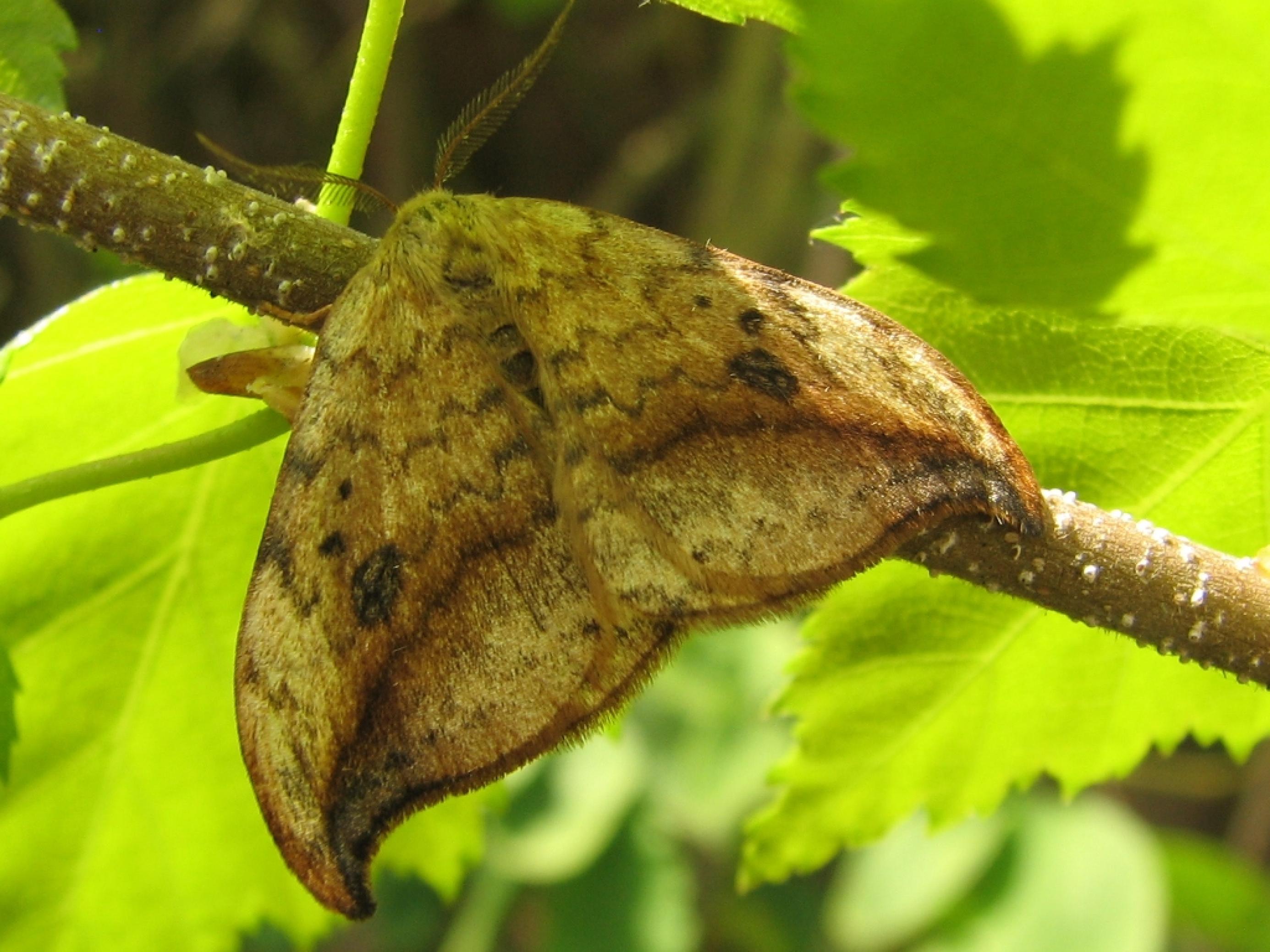 Ein Heller Sichelflügler (Depana falcataria) sitzt auf einem Ast.