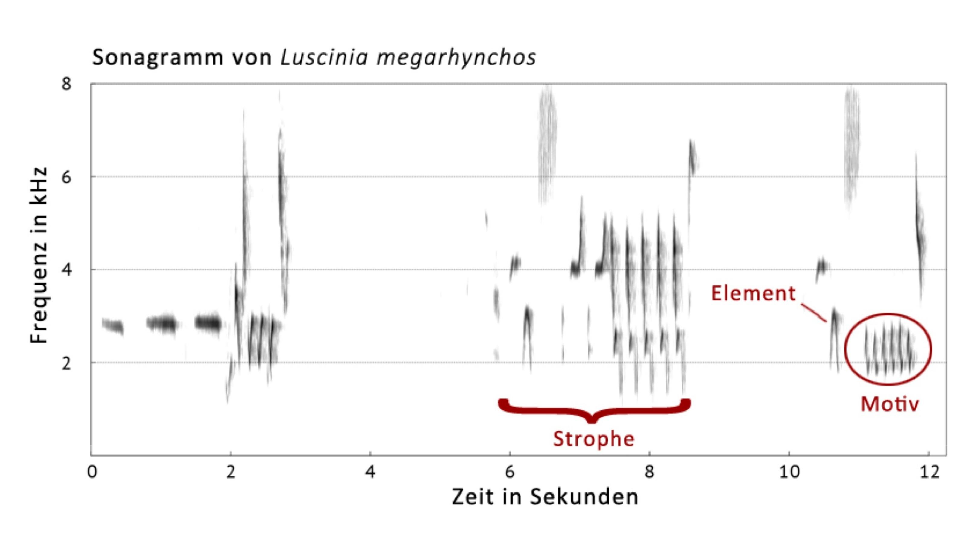 So sieht Nachtigallgesang im Sonagramm aus: Drei Strophen mit Flötentönen (waagrechte Striche ganz links) und dem typischen Schlagen (lange senkrechte Striche in der mittleren Strophe)