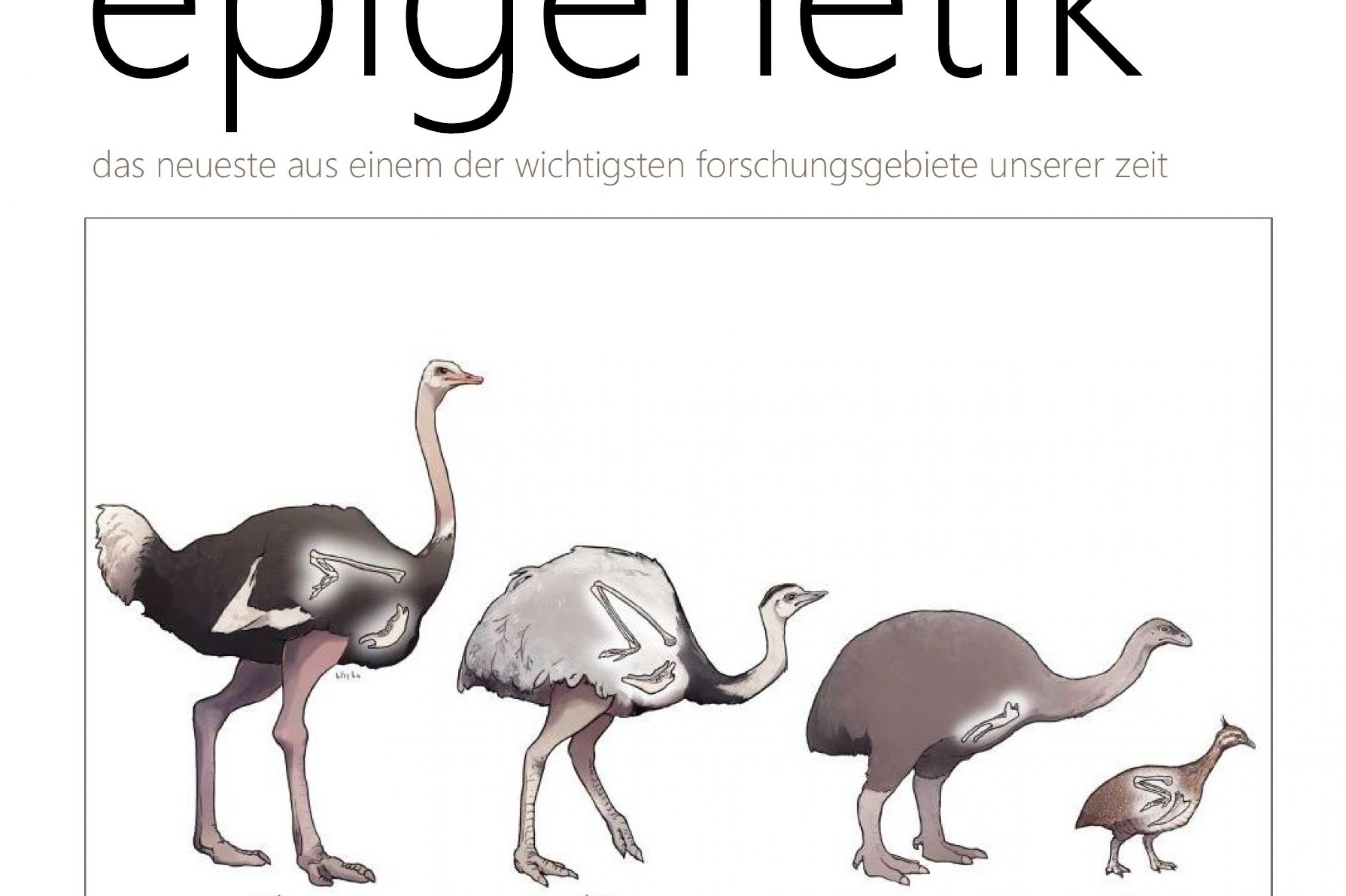 Das Titelbild des Newsletter Epigenetik 31 zeigt verschiedene Arten von Laufvögeln
