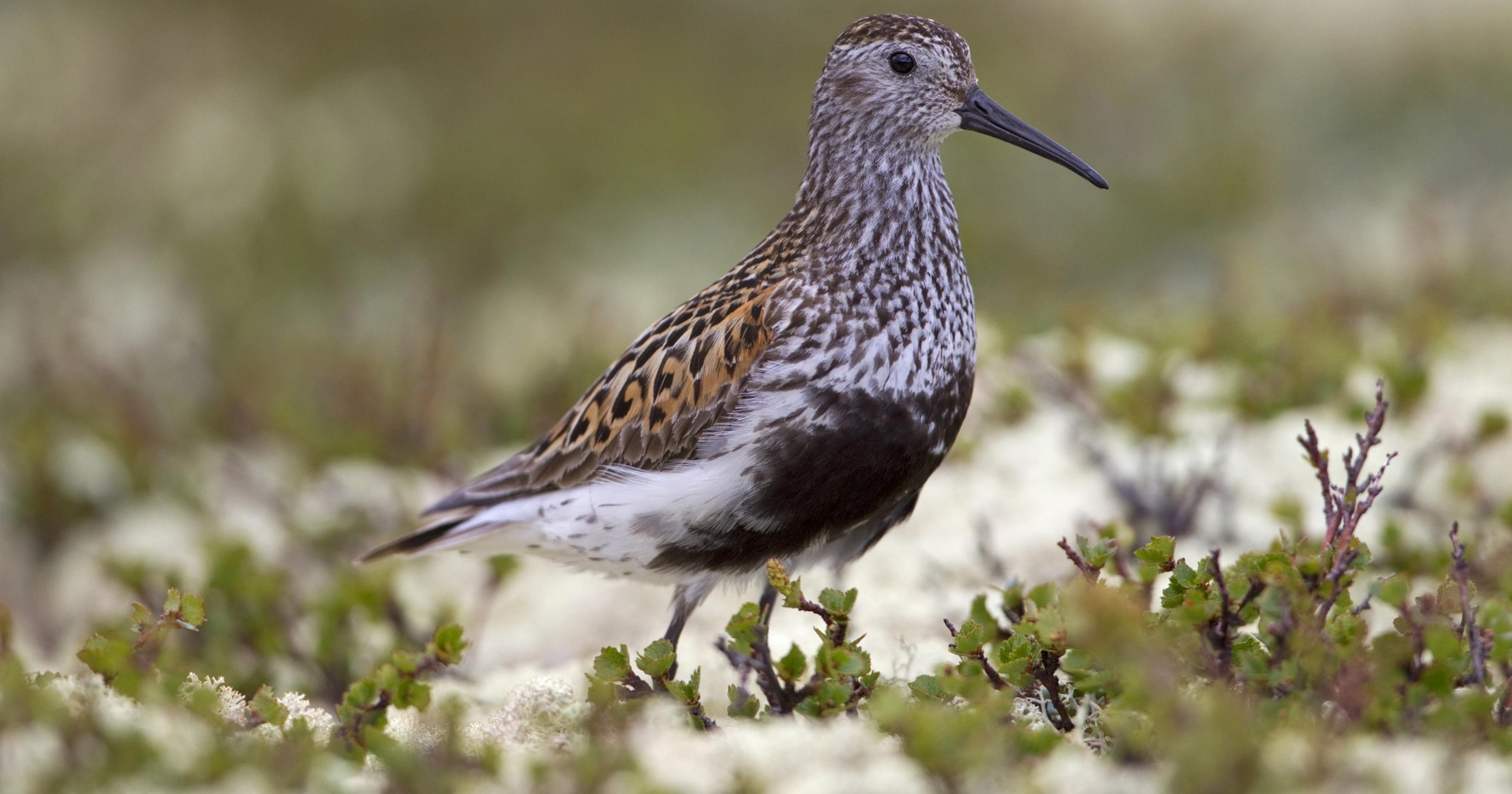 ein Vogel, der auf einem Ast steht [AI]