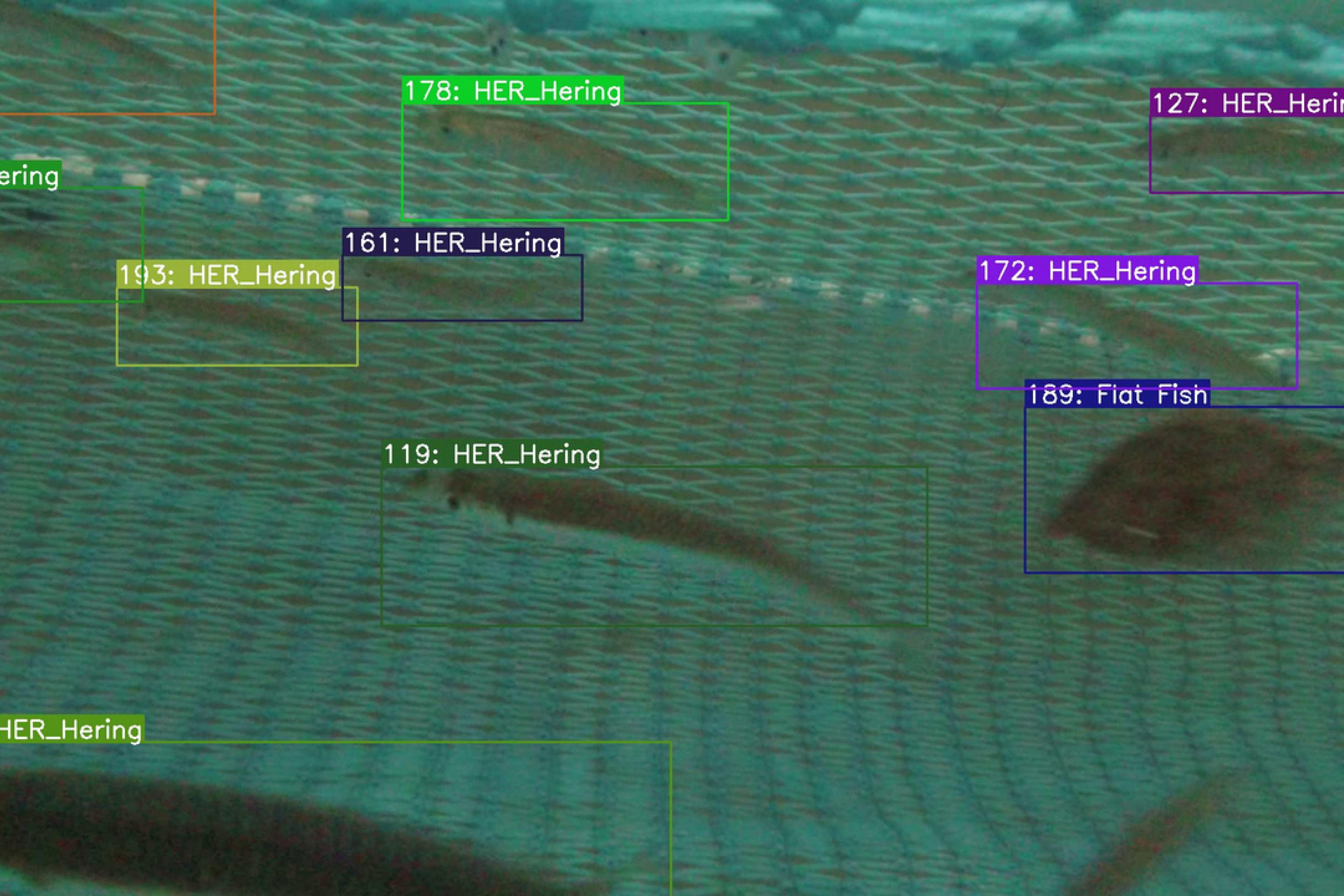 Fische werden von einer Kamera erfasst und von einem Erkennungsalgorithmus einer bestimmten Fischart zugeordnet. Das Bild zeigt von der KI erfasste Fische.