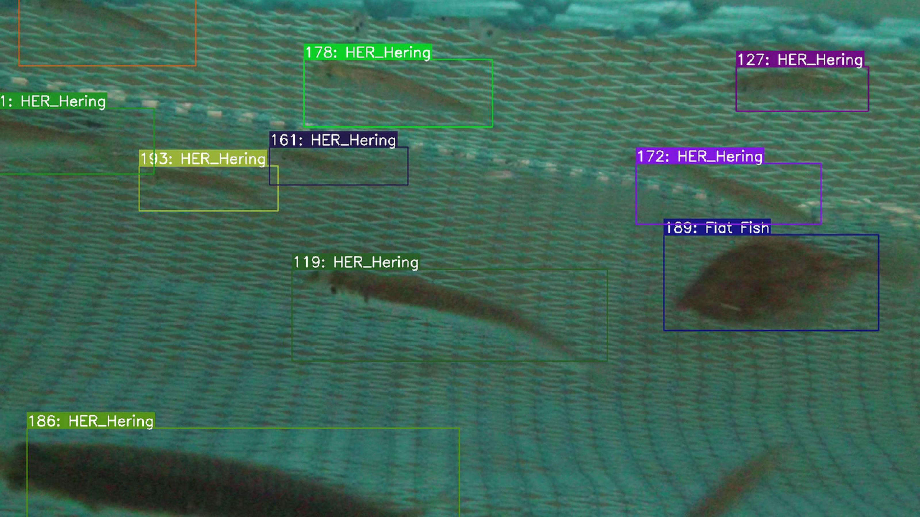 Fische werden von einer Kamera erfasst und von einem Erkennungsalgorithmus einer bestimmten Fischart zugeordnet. Das Bild zeigt von der KI erfasste Fische.