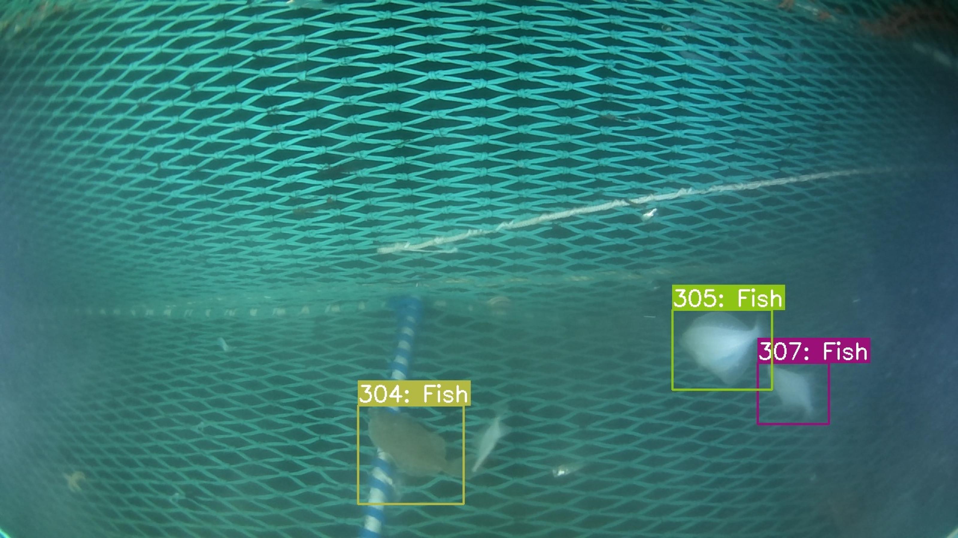 KI kann Fische im Wasser erkennen und zählen.