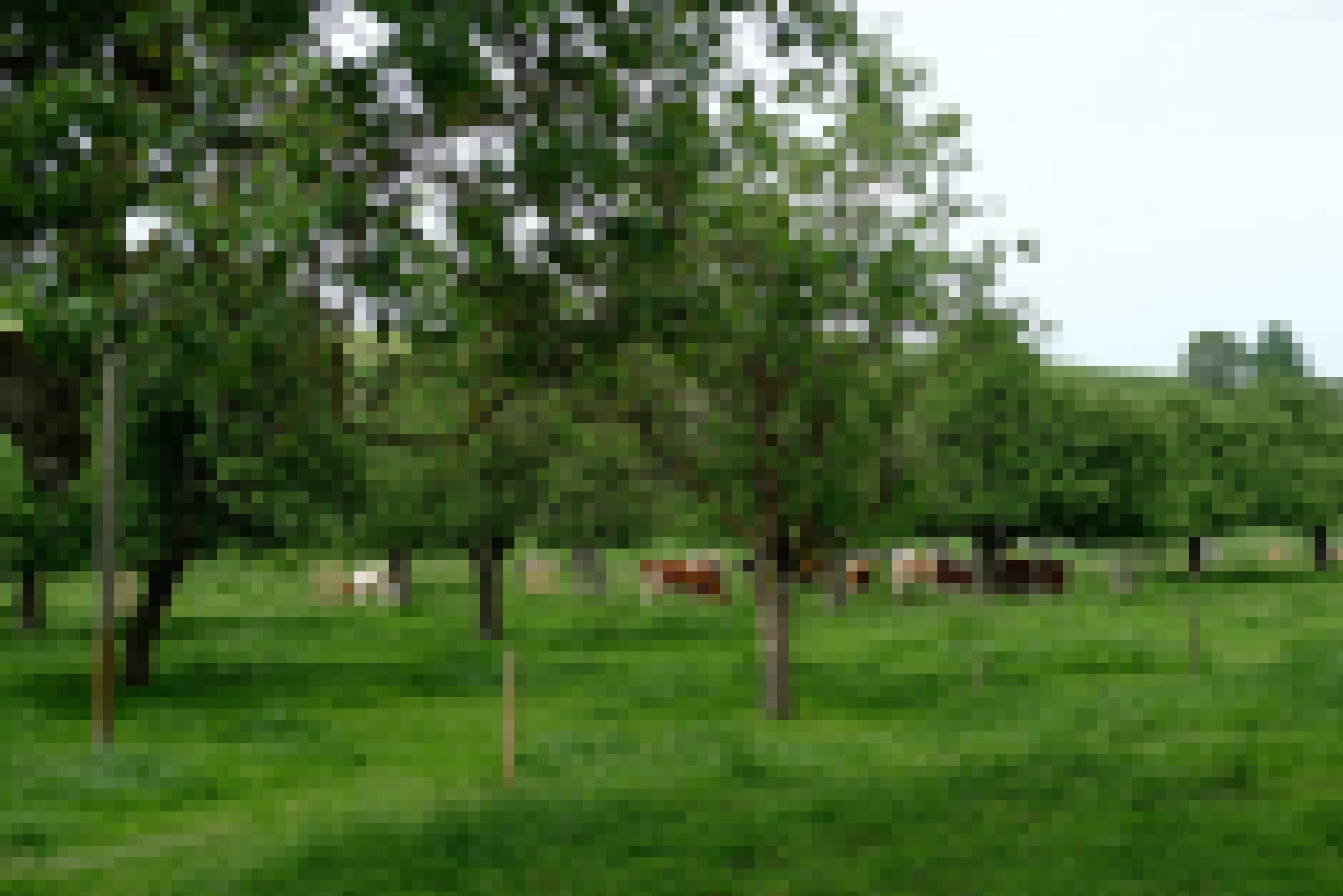 Eine Wiese mit Hochstammobstbäumen und Kühen neben dem Bauernhof von Andreas Aebi in Alchenstorf.