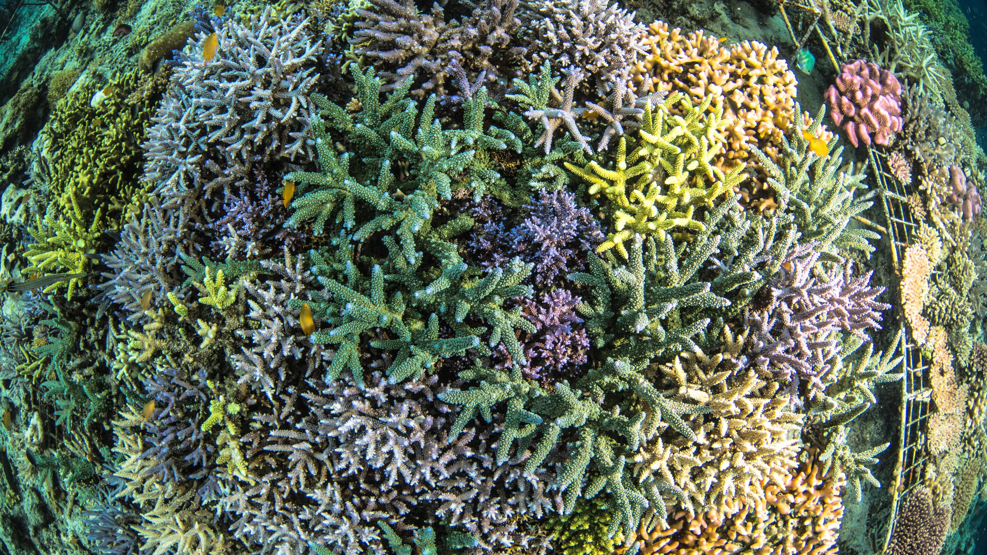 Fotografische Draufsicht auf ein indonesisches Riff aus bunten Korallen