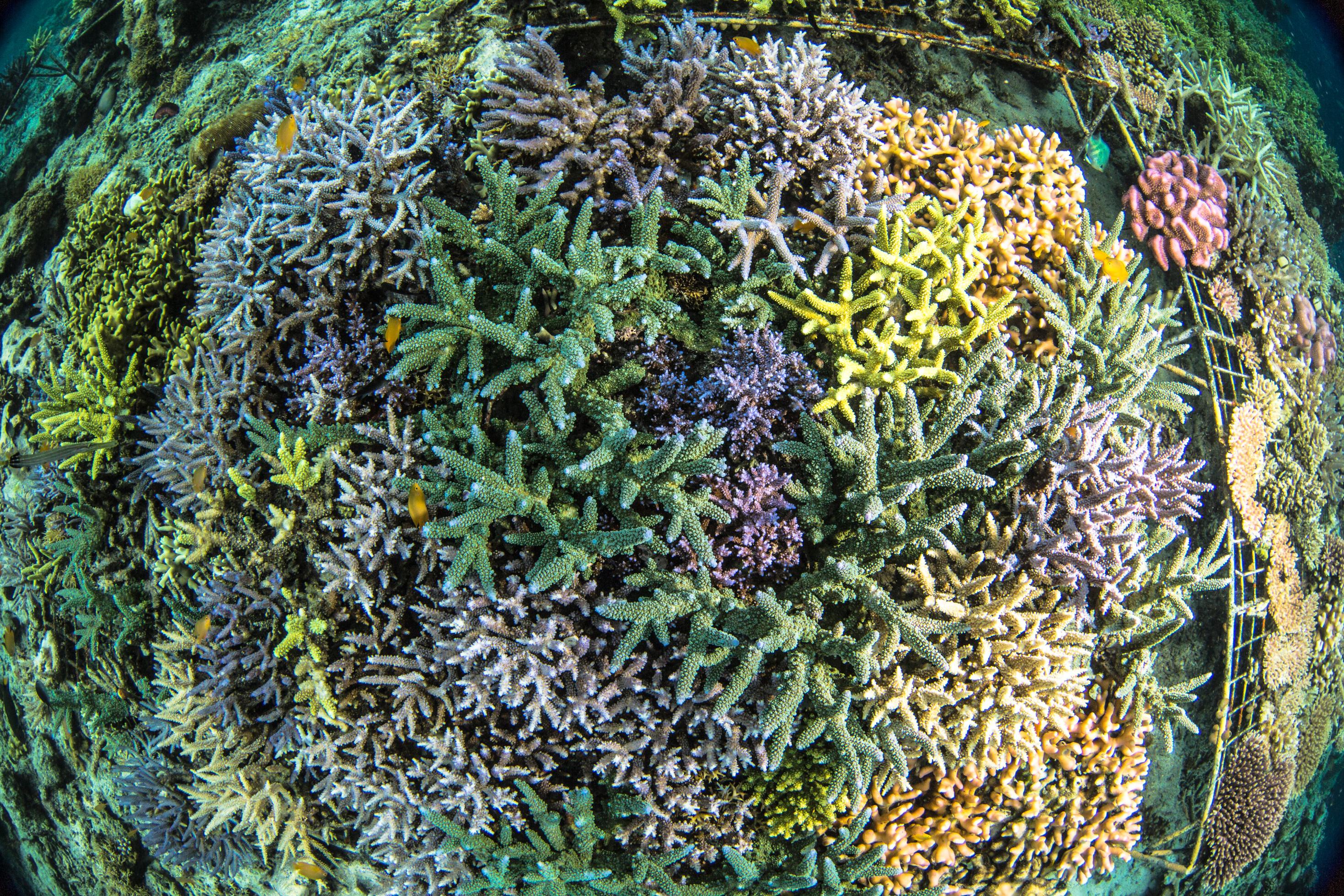 Fotografische Draufsicht auf ein indonesisches Riff aus bunten Korallen