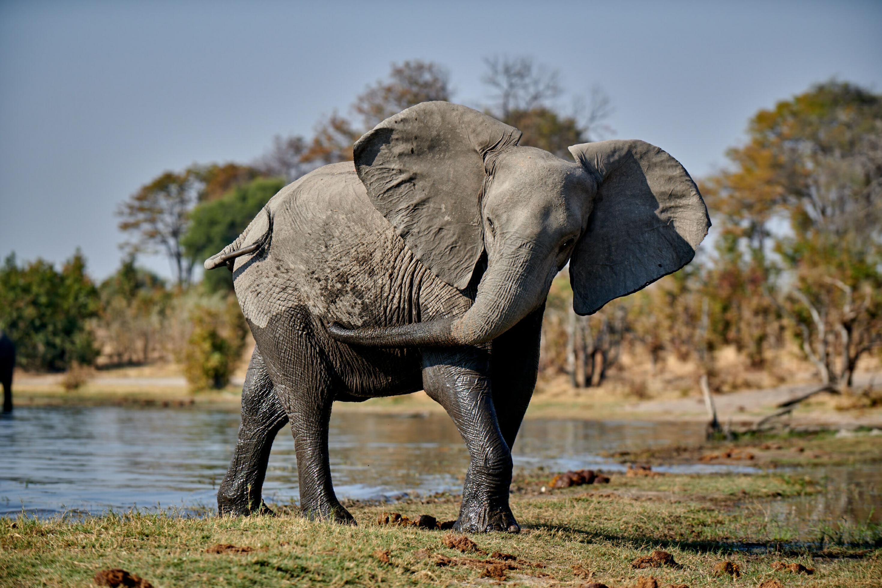 Der Elefant kommt gerade aus dem Wasser. Der untere Teil seines Körpers ist vom Wasser dunkler als der obere. Der Elefant schwenkt den Kopf zur Seite, die Ohren stehen ab, der Rüssel berührt die Flanke.