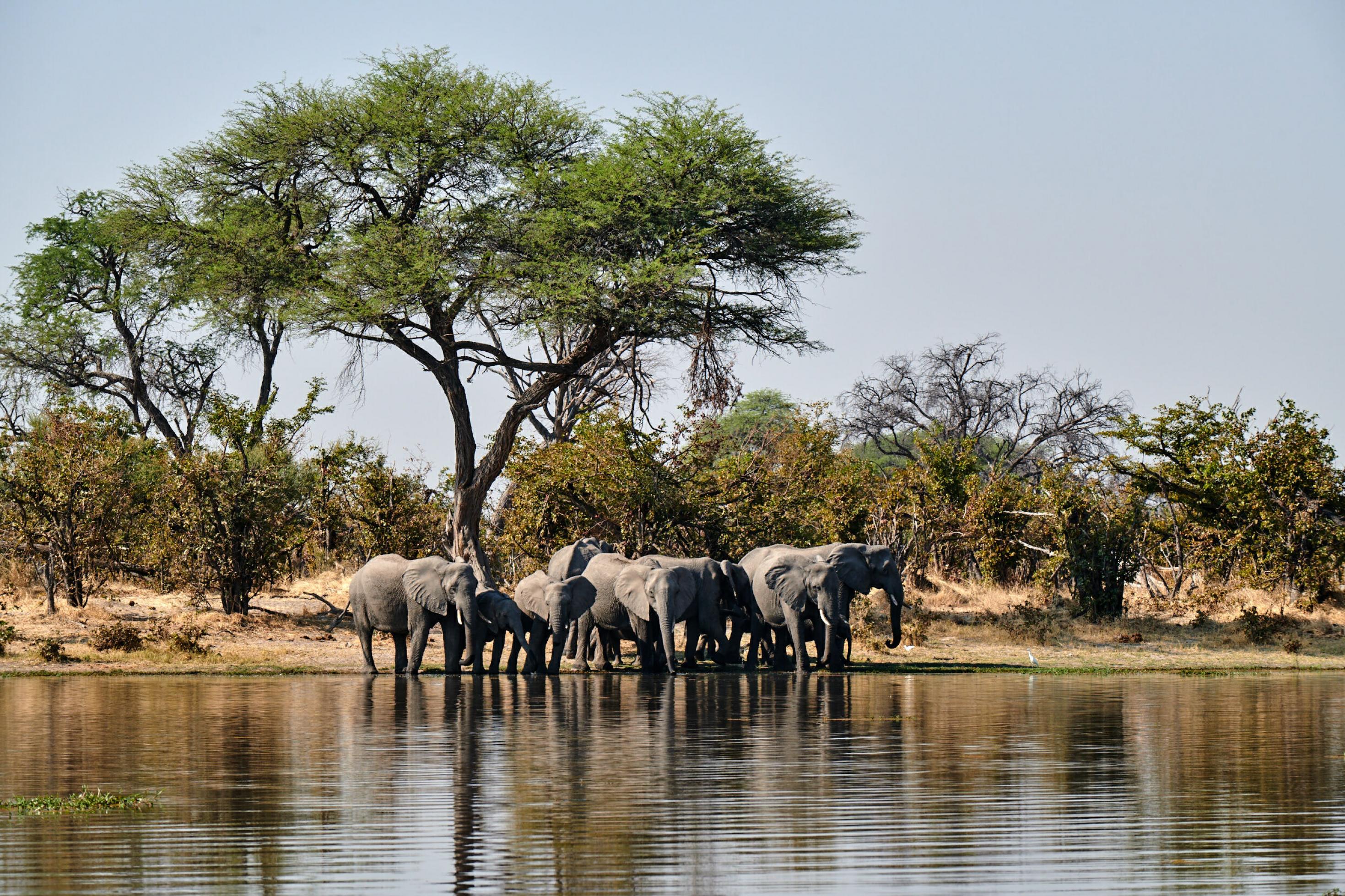 Am Ufer einer Wasserstelle unter einem großen Baum steht eine Elefantenherde
