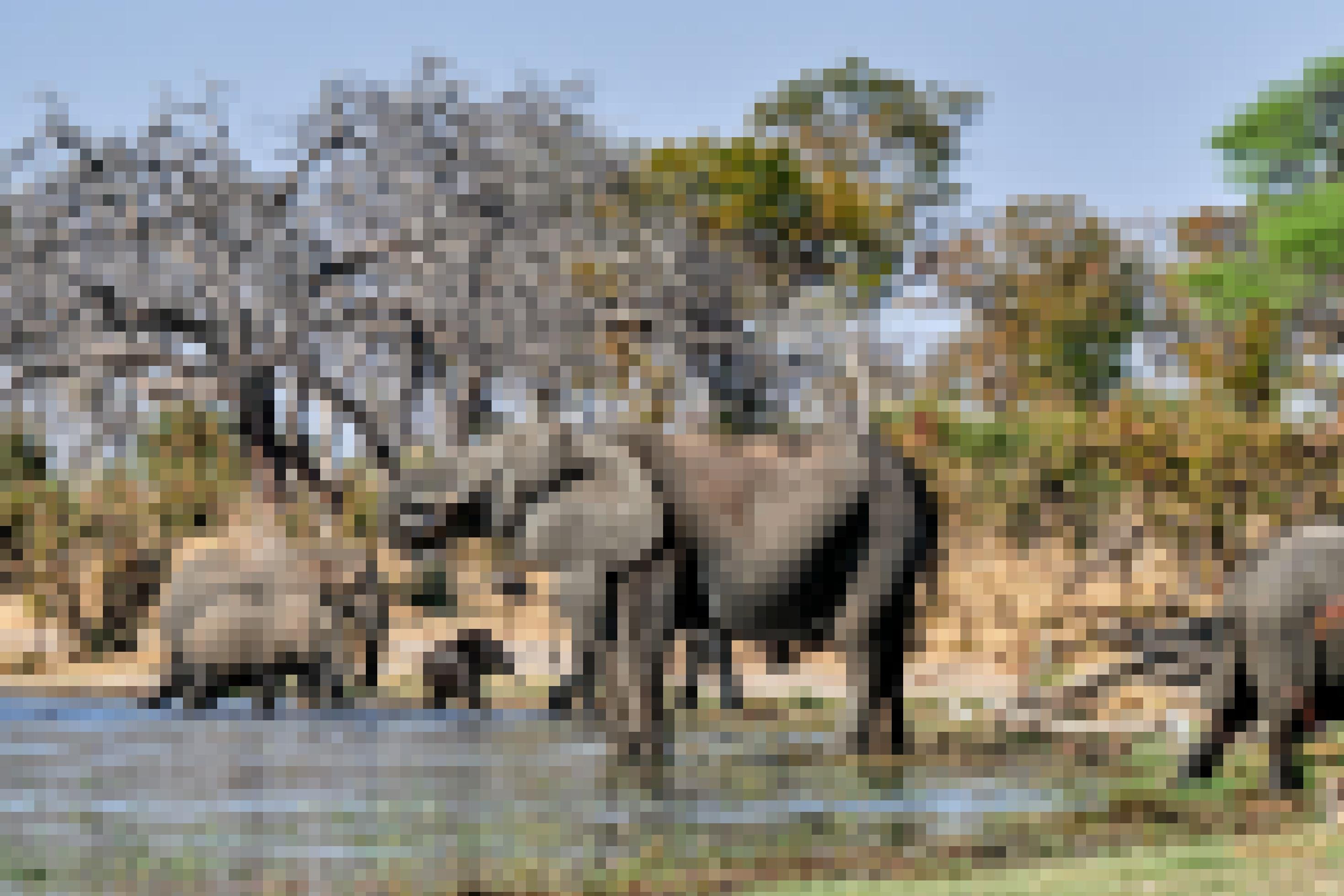 Ein paar Elefanten, darunter ein Junges, waten durch das Wasser. Im Vordergrund steht ein trinkender Elefant. Am Ufer der Wasserstelle wachsen Bäume.