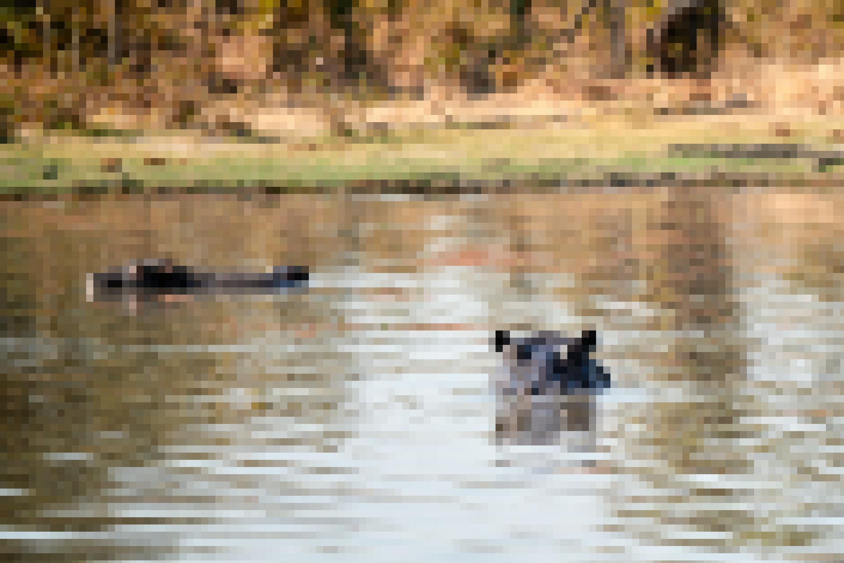 Aus dem Wasser schauen die Köpfe, Augen und Ohren von Nilpferden