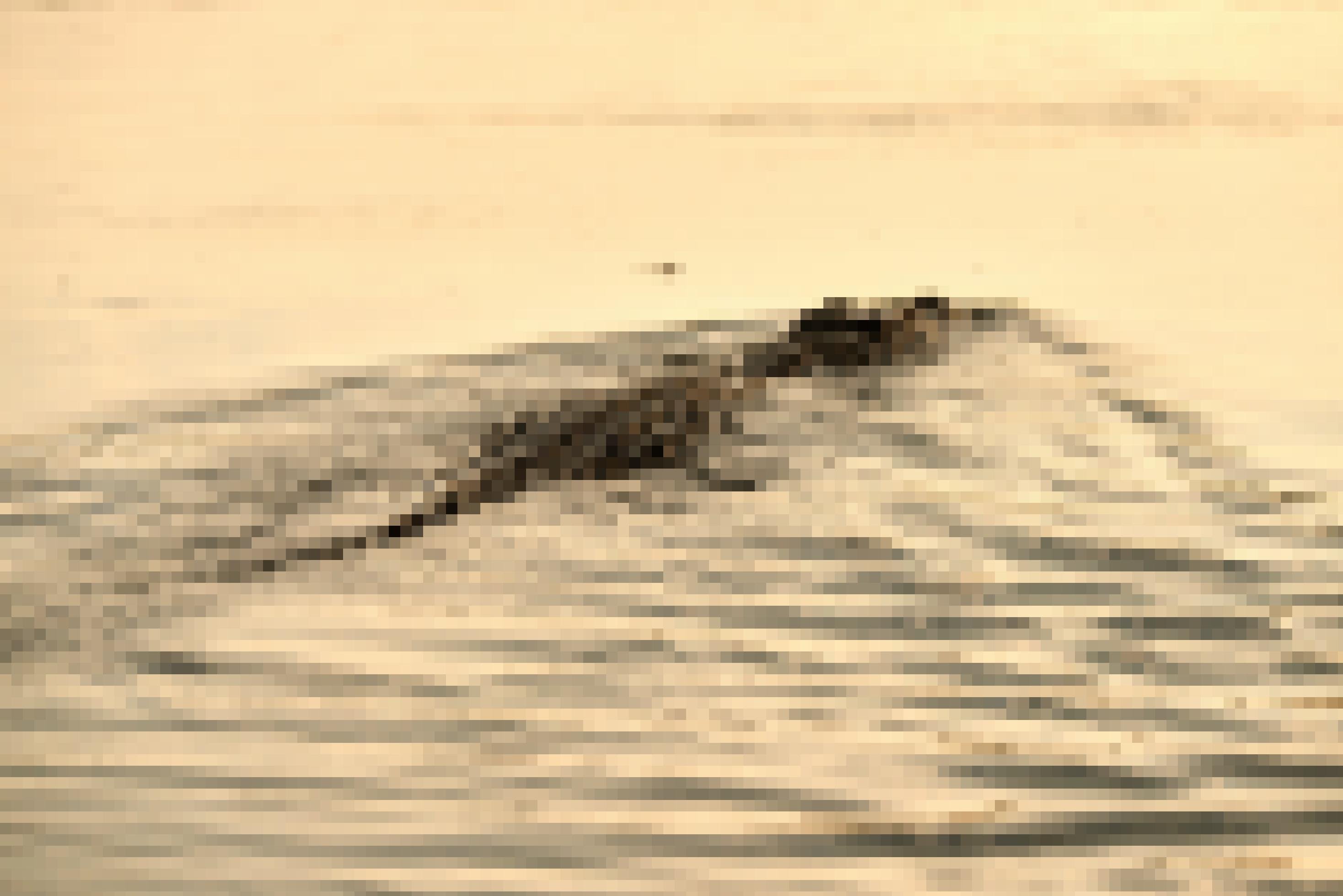 Ein Krokodil schwimmt durch das bräunliche Wasser