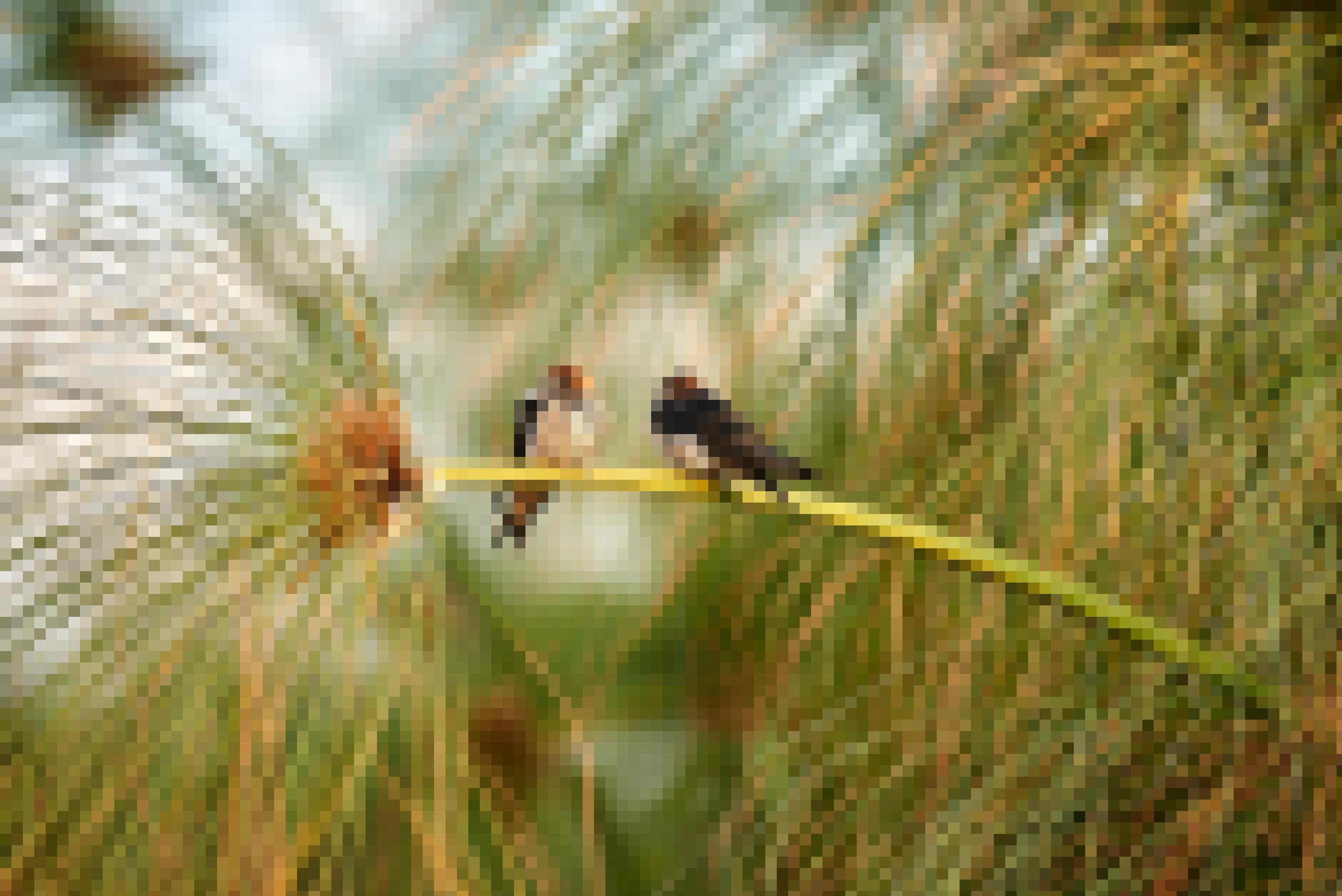 Zwei Schwalben sitzen auf einem Papyrus-Gras-Stengel am Ufer des Okavango, eine hat ihr Brustgefieder aufgeplustert