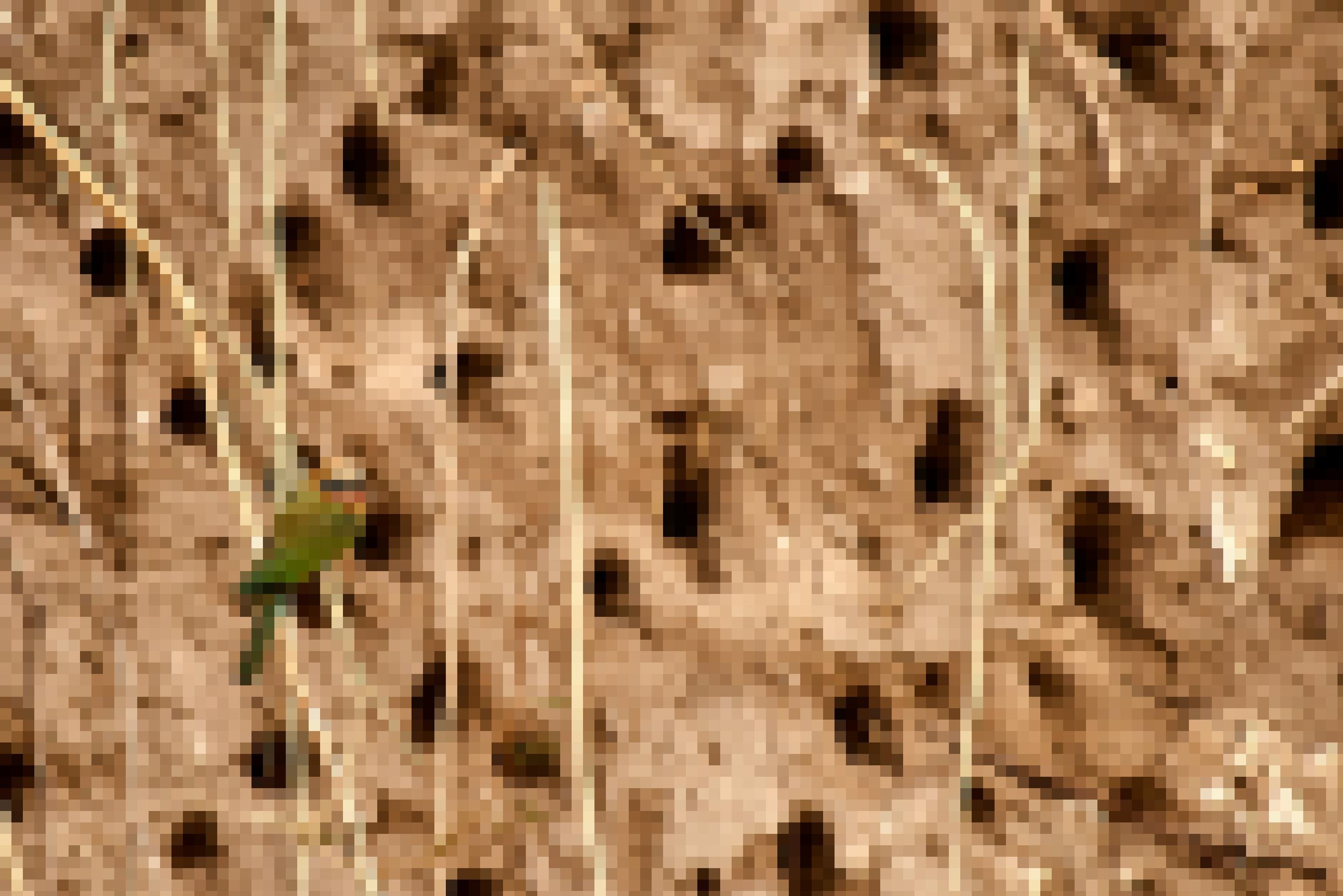 In der lehmigen Uferböschung des Okavango haben viele Vögel ihre Nester. Ein farbenfroher Vogel, ein Weißstirnspint aus der Familie der Bienenfresser, sitzt auf einem Zweig davor, 