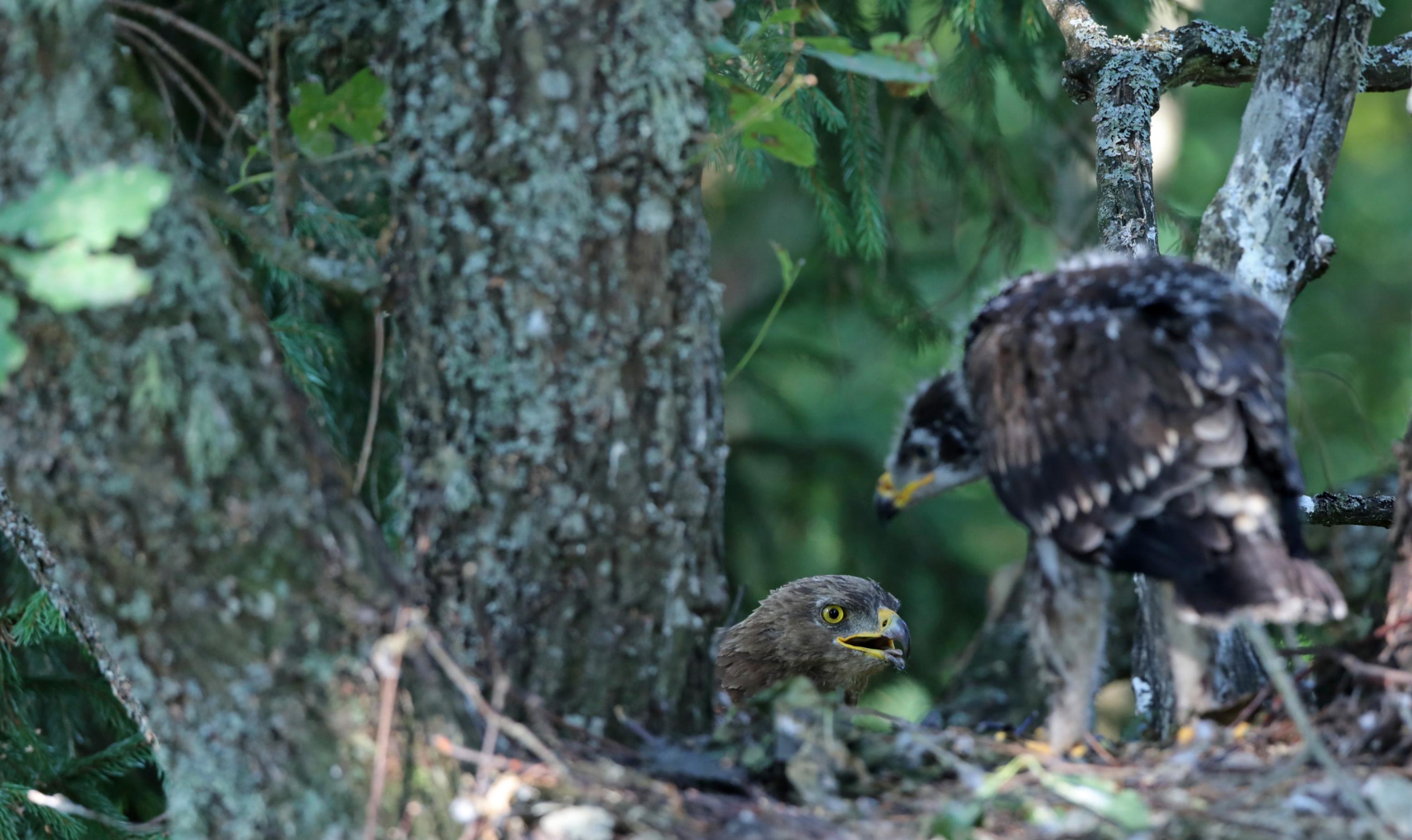 Ein Altvogel füttert einen jungen Schreiadler im Nest