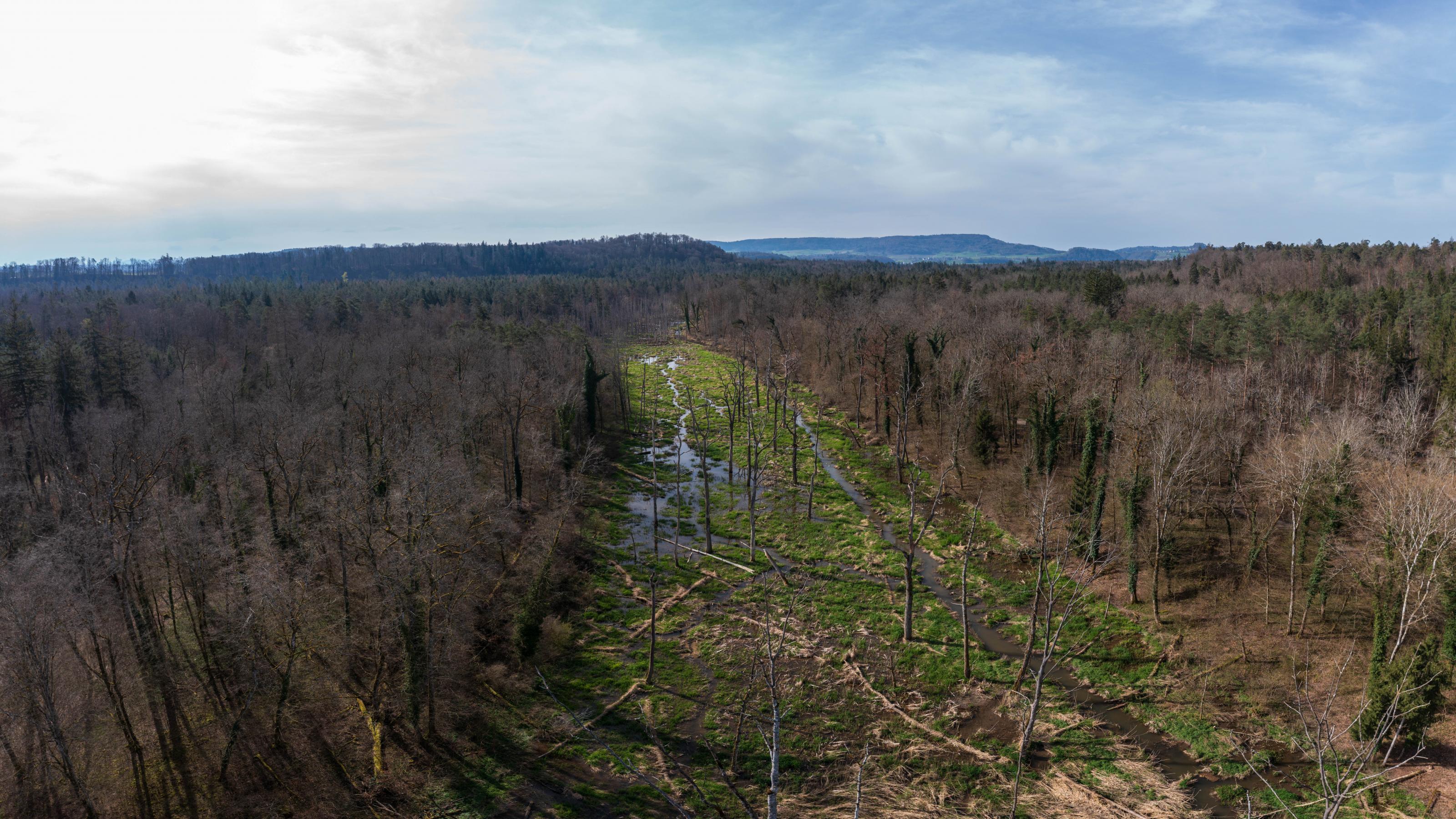 Luftaufnahme: Man sieht einen breiten Streifen Sumpfland, daneben stehen Bäume, dann wieder dichter Wald.