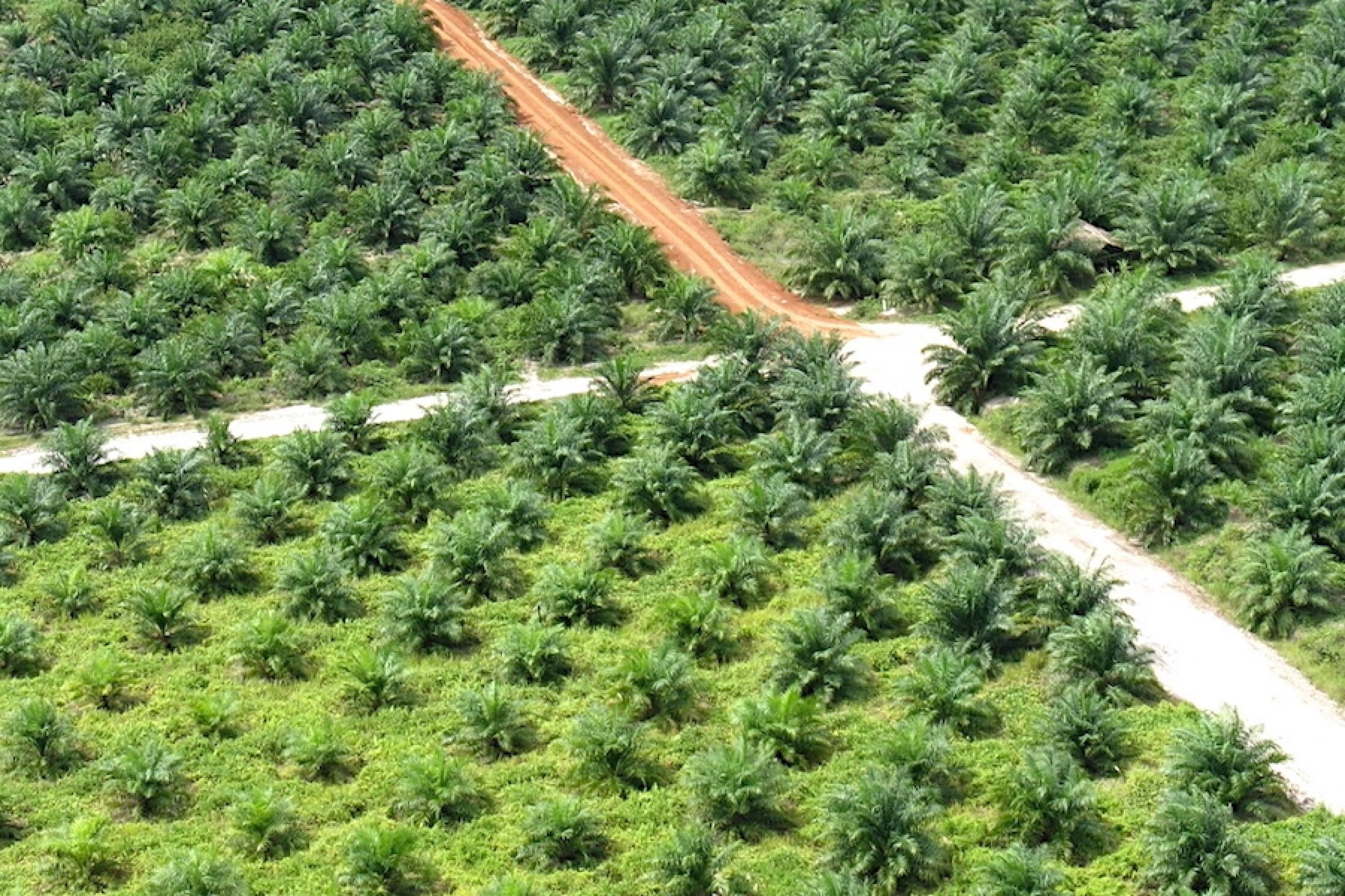 Blick aus der Luft auf das symmetrische Muster einer Palmölplantage in Zentralkalimantan