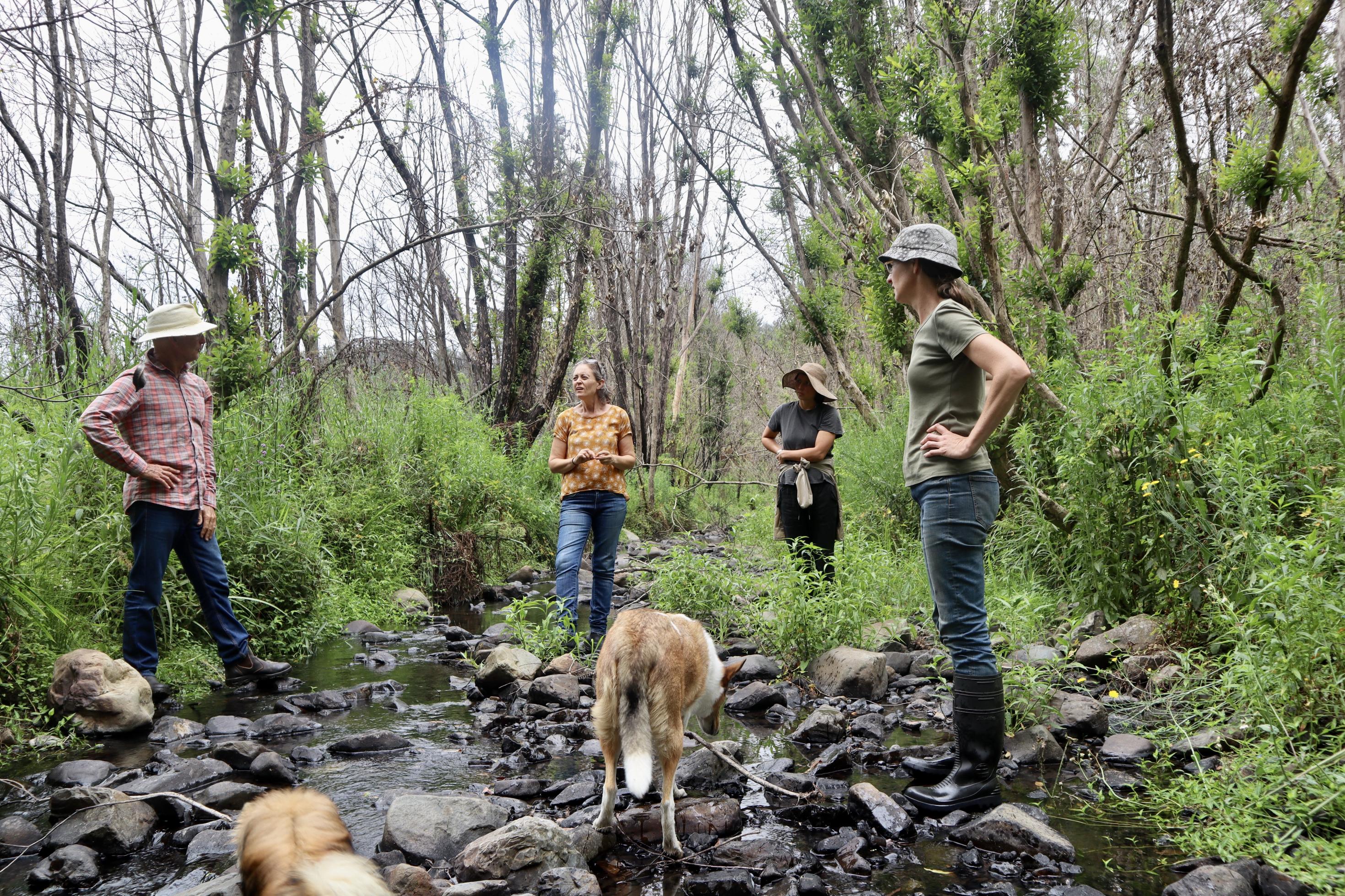 Drei Nachbarïnnen und ein Hund begutachten im Oberen Pappinbarra Tal in New South Wales einen kleinen Bachlauf auf dem Grundstück von Angela Frost. Ein Jahr nach dem Feuer sprießt wieder Grün, es sind allerdings andere Pflanzen als vor dem Feuer..