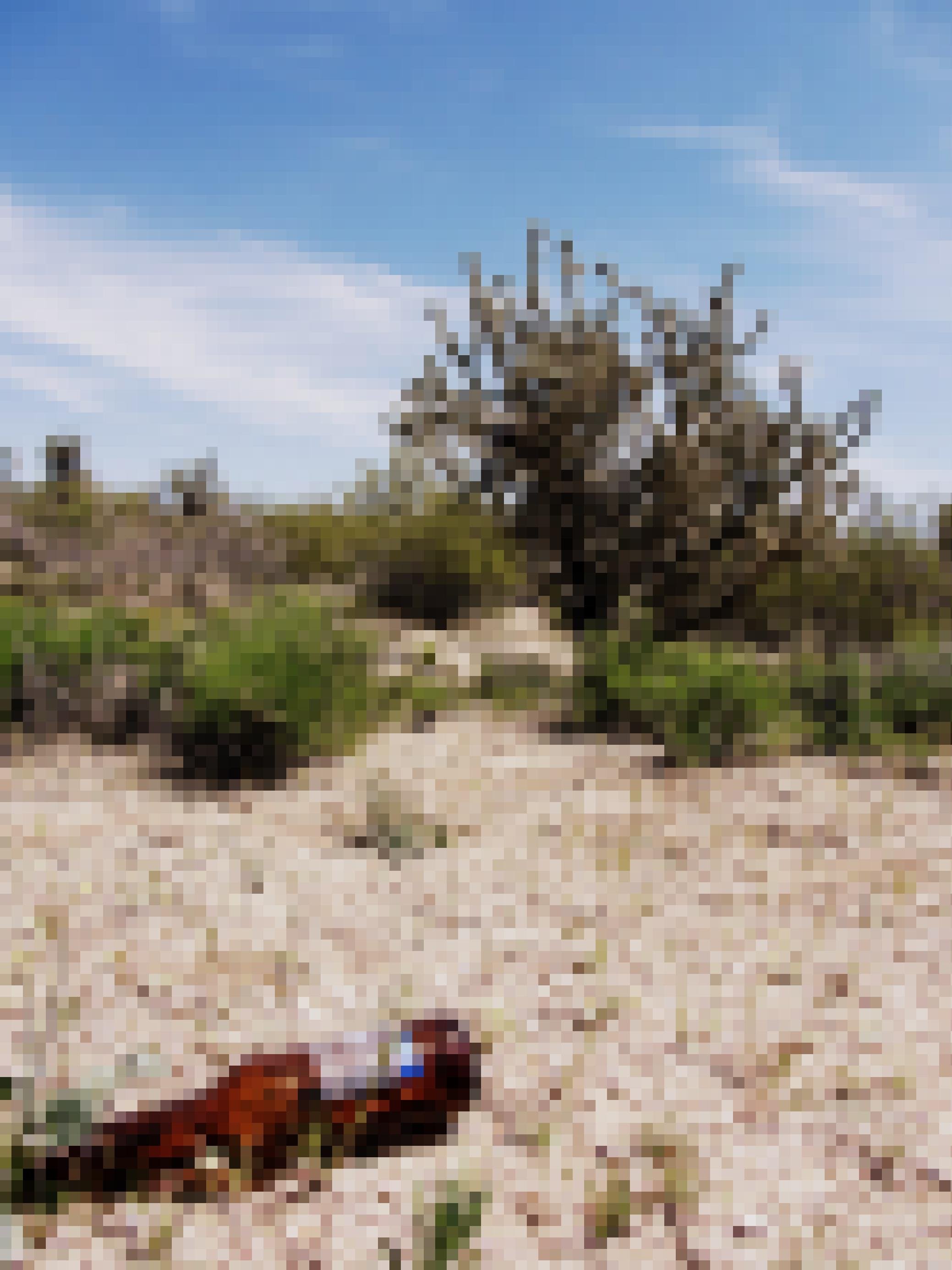 Eine Bierflasche liegt im Wüstensand.