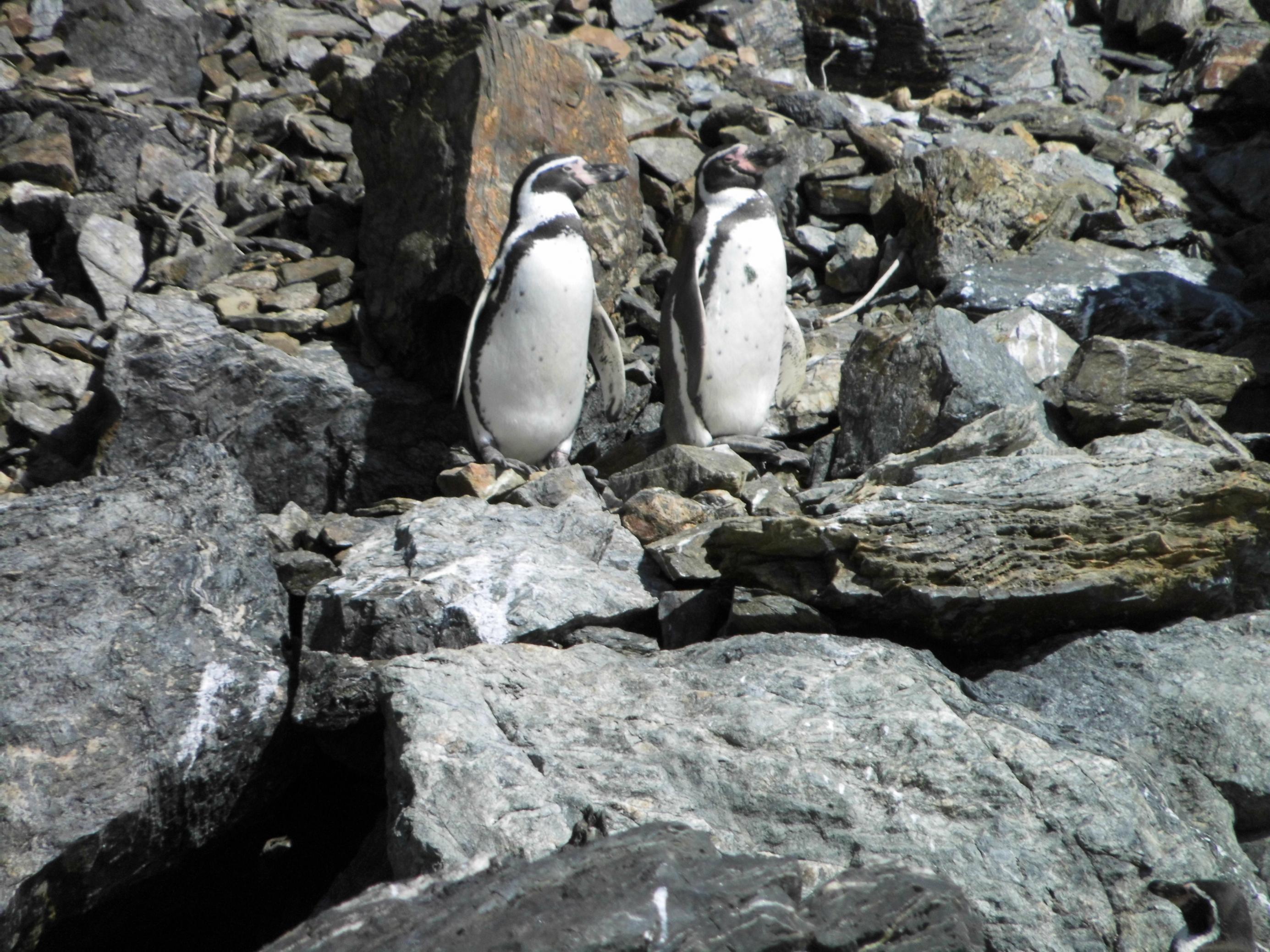 Humboldt-Pinguine