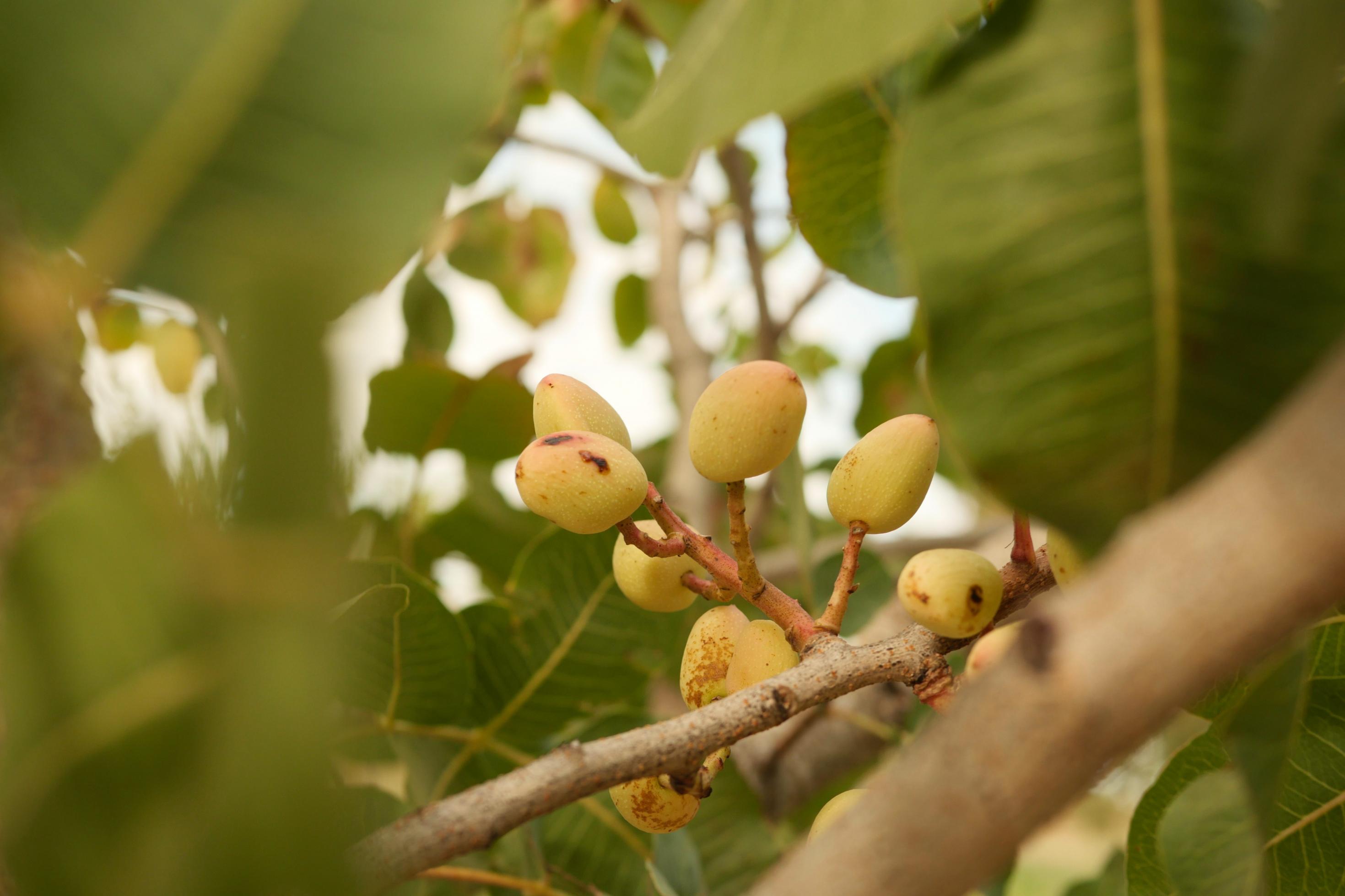 Im Zentrum des Bildes sind frische grüne Pistazien zu sehen, die noch am Baum hängen. Um sie herum, dunkelgrüne Blätter.