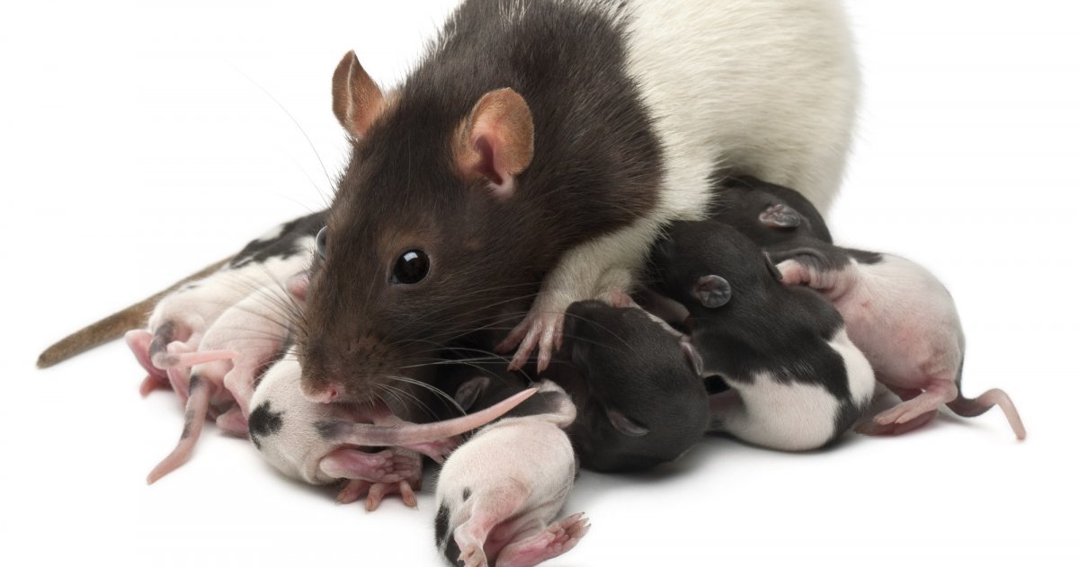 Родители мыши. Крыса. Крысы крысы. Маленькие крысы.