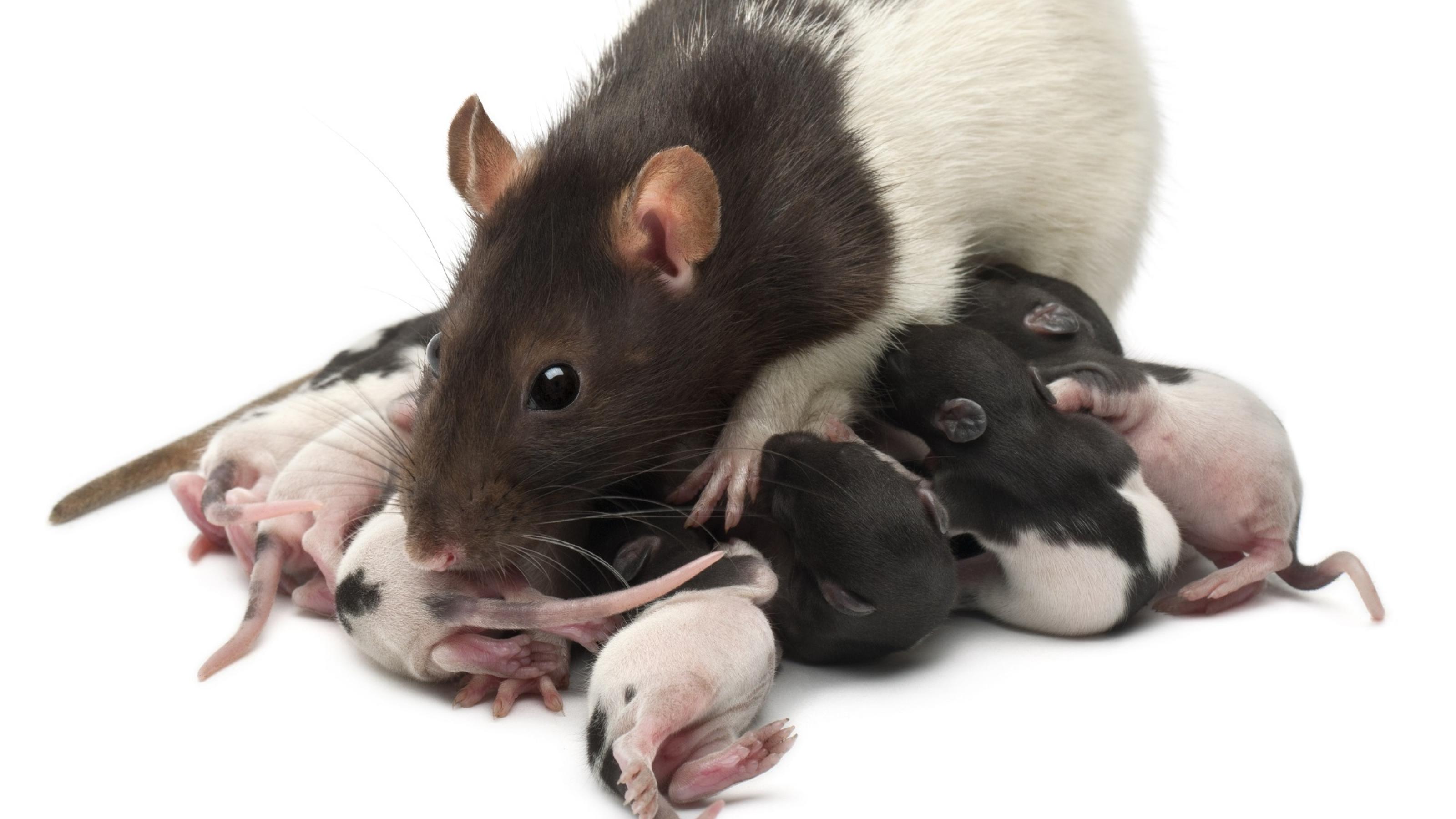Eine Rattenmutter mit ihrem Wurf.