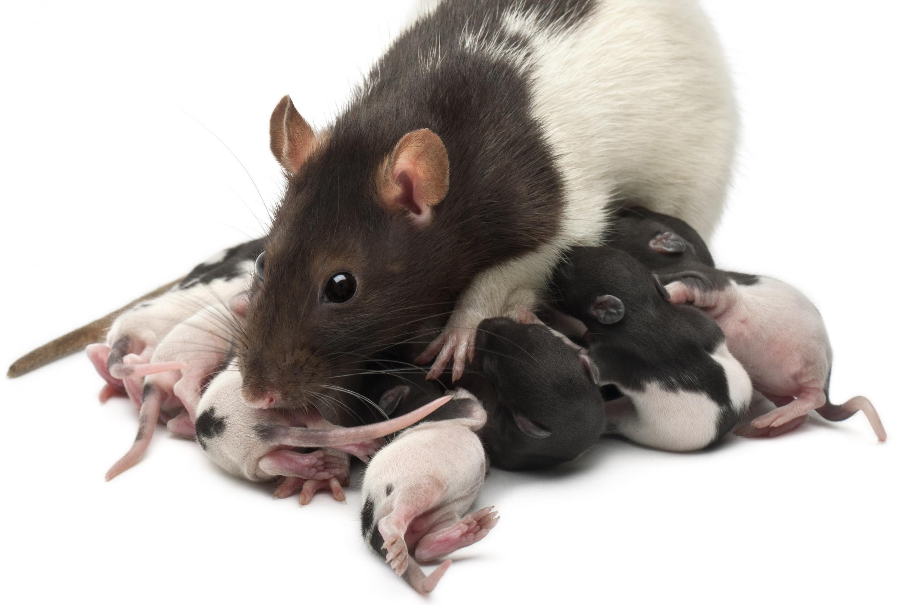 Eine Rattenmutter mit ihrem Wurf.