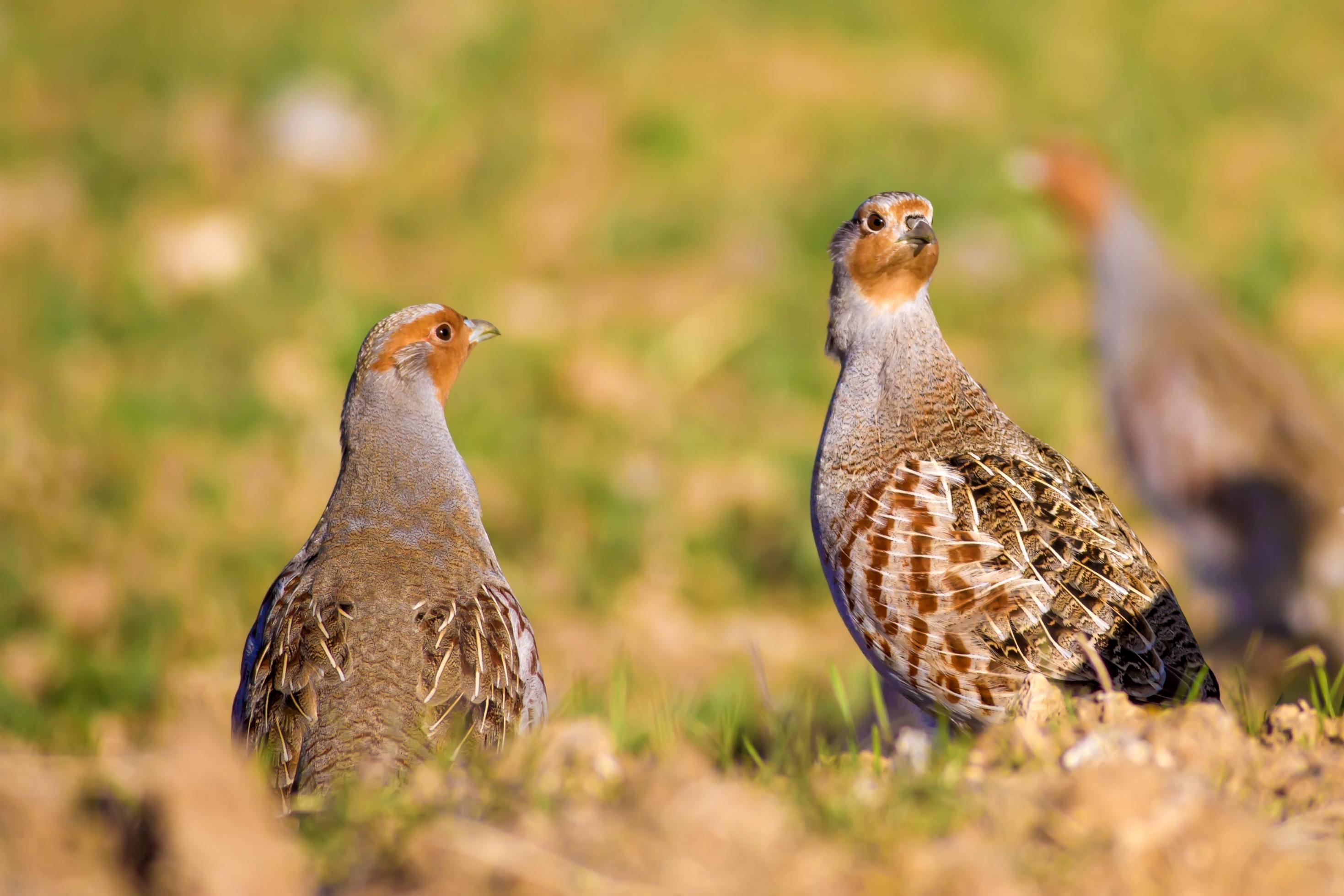 Zwei Rebhühner sitzen auf einer Grasfläche und sondieren wachsam ihre Umgebung