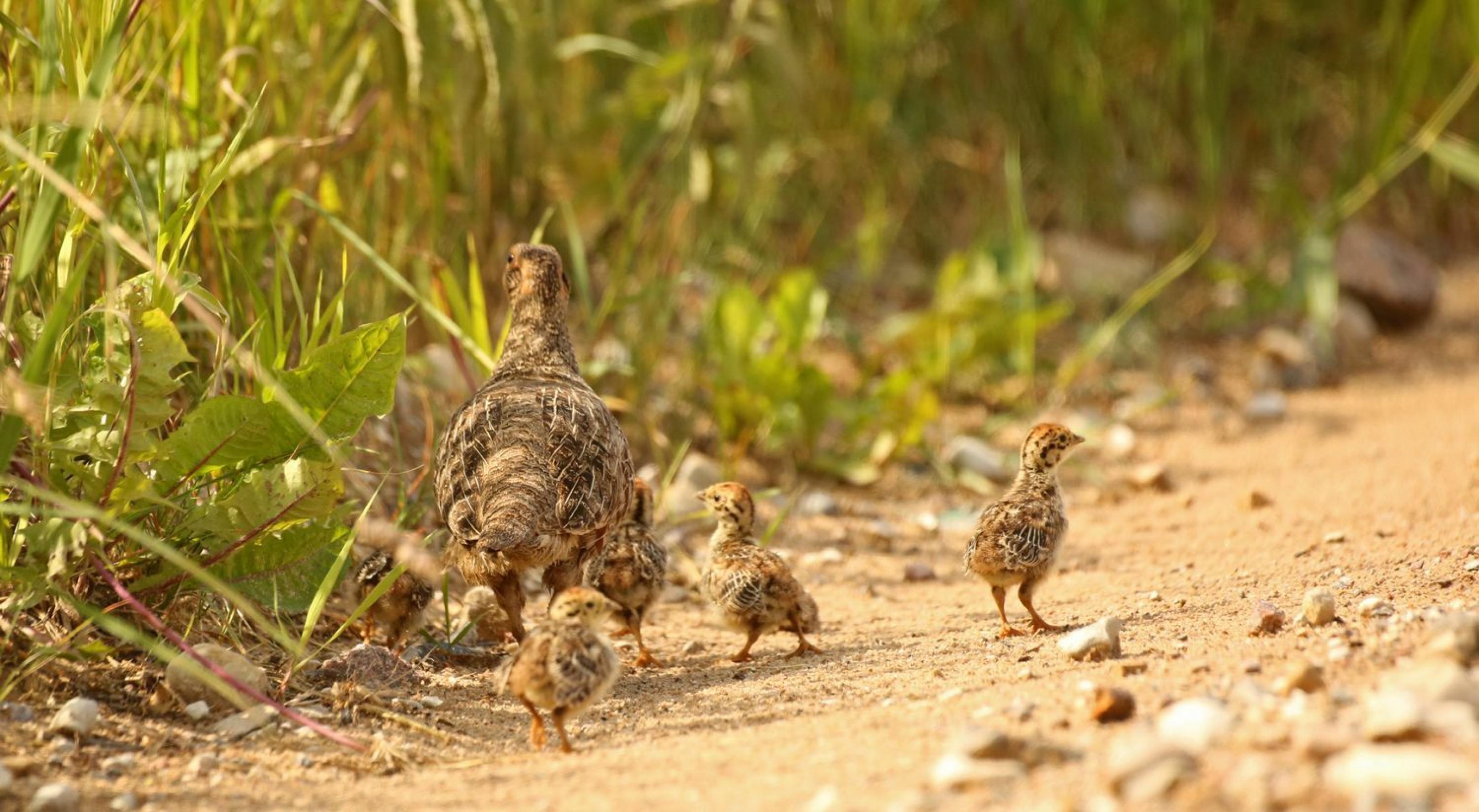Eine Rebhuhnfamilie wandert über einen Feldweg am Rand einer blühenden Wiese entlang