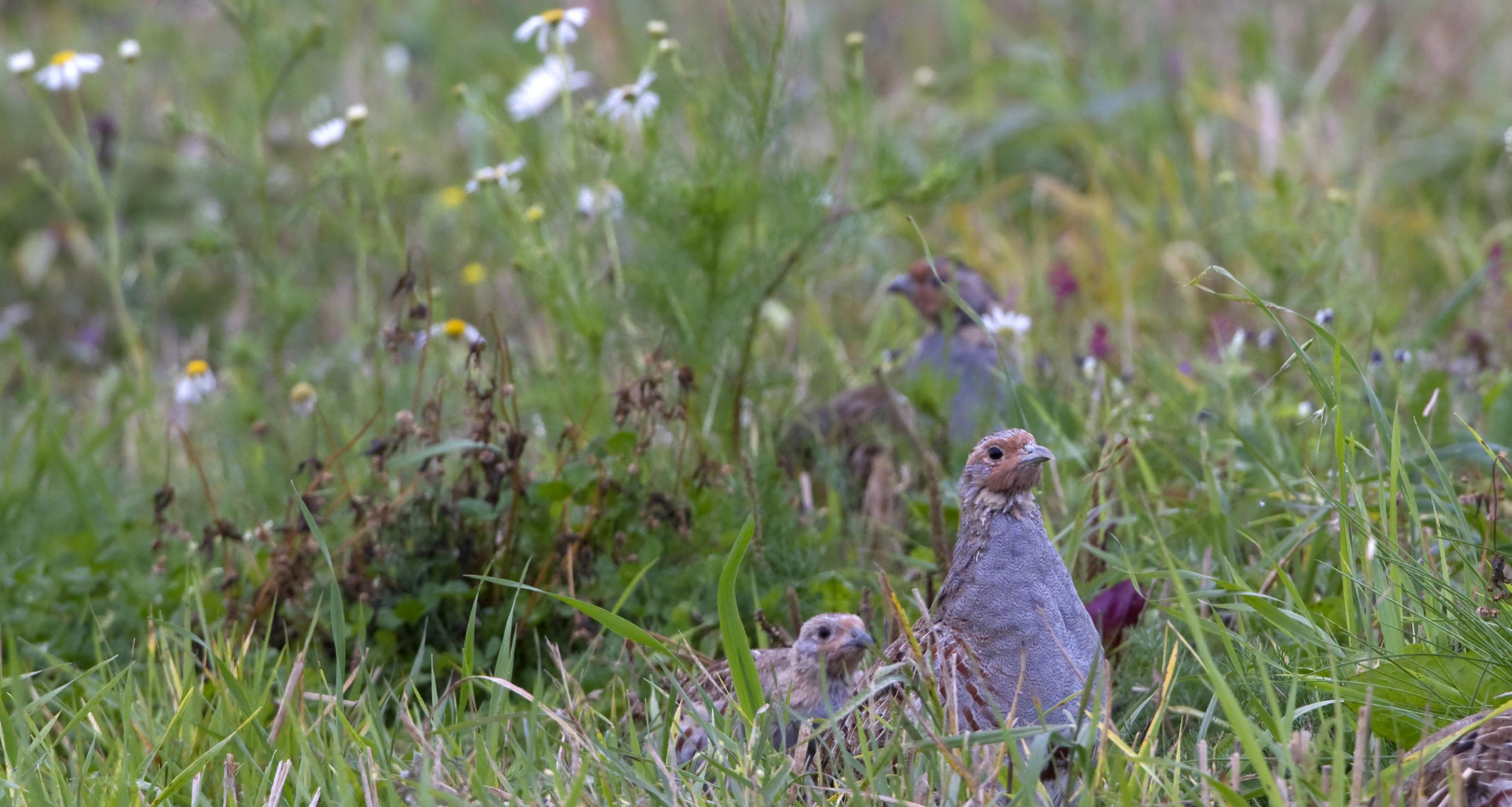 Zwei Rebhühner sitzen im Gras.