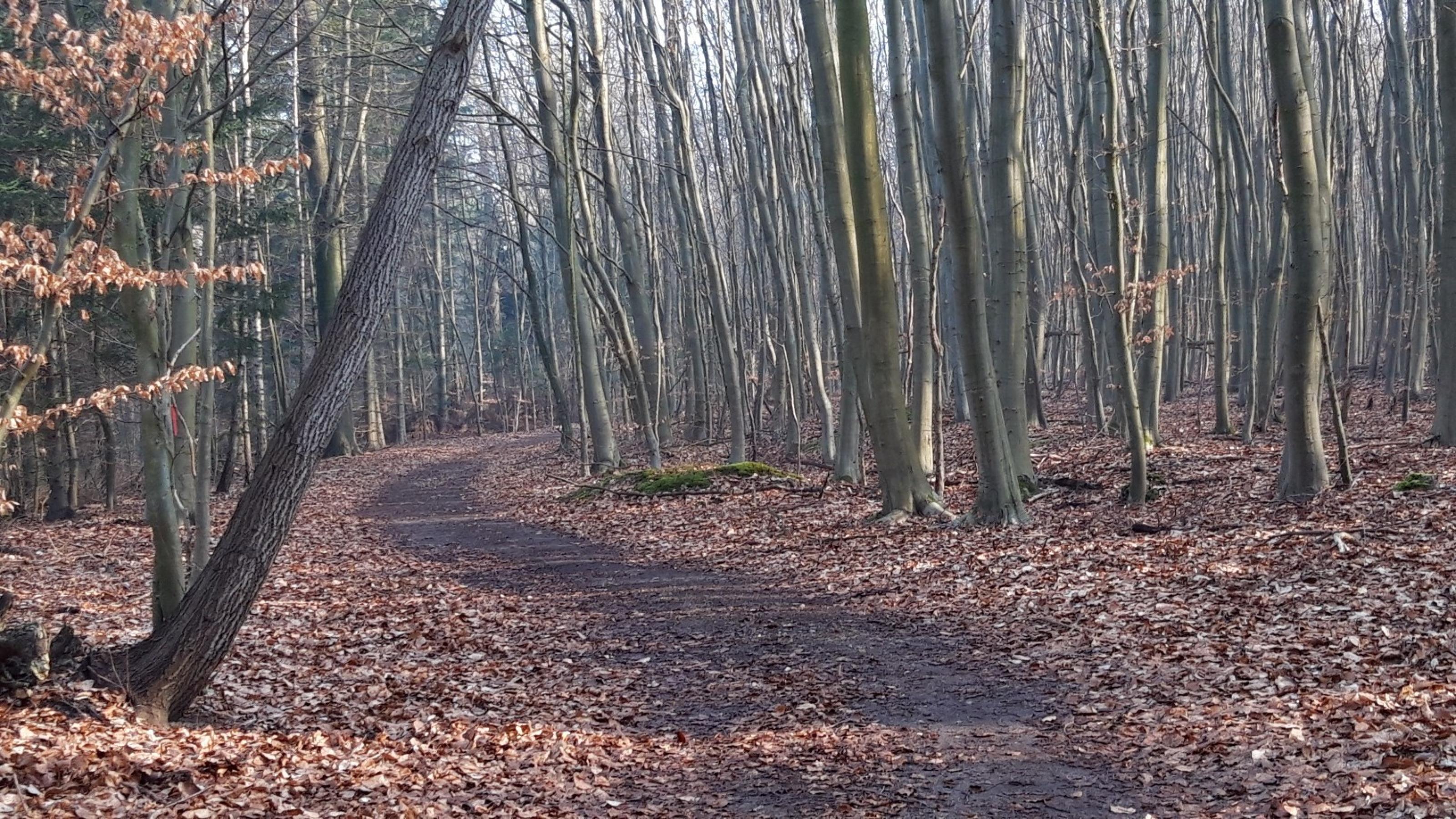 idyllischer Waldweg im Spätwinter