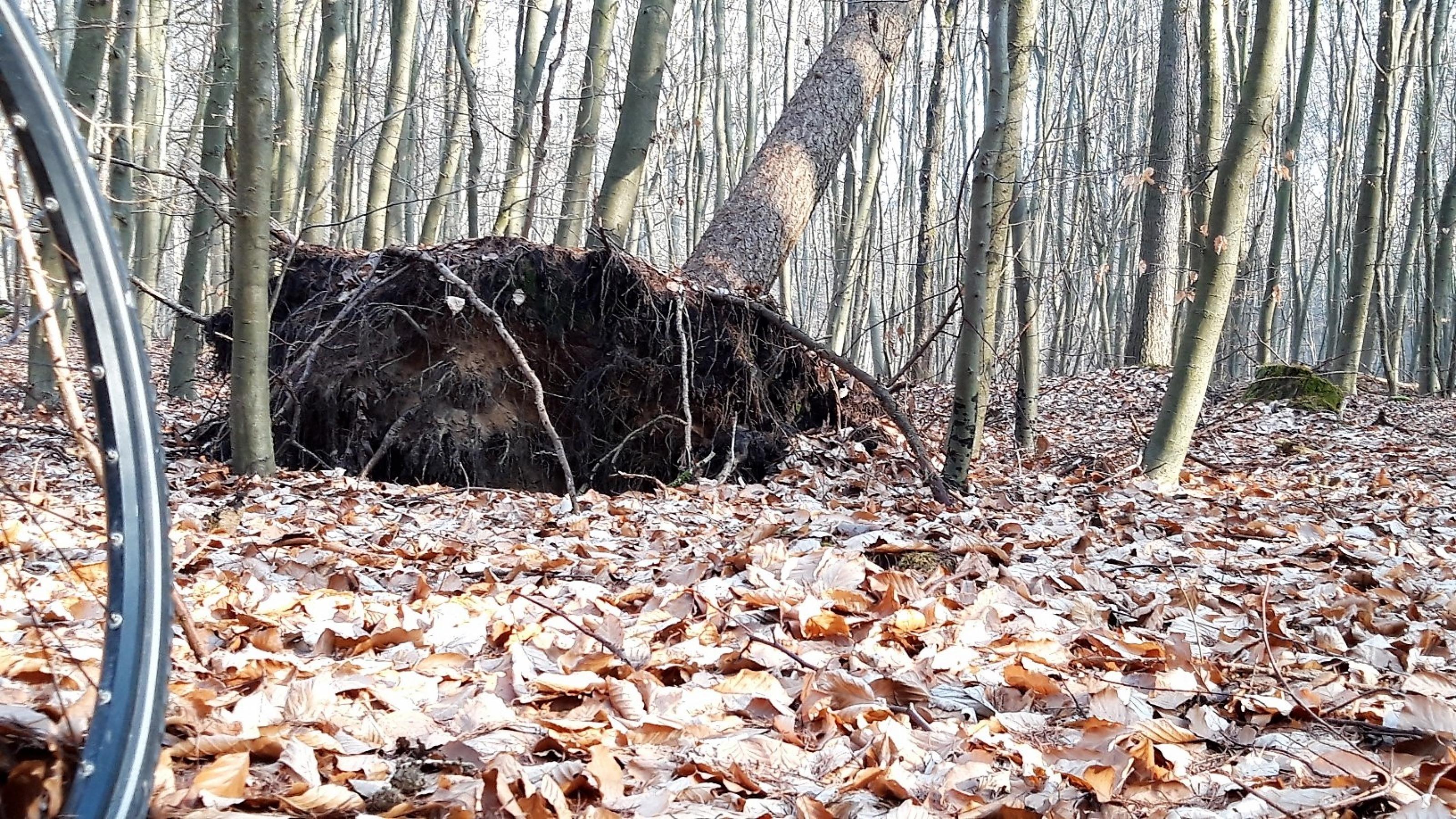 Mitten im Wald endet die Radroute vor einem halb umgestürzten Baum