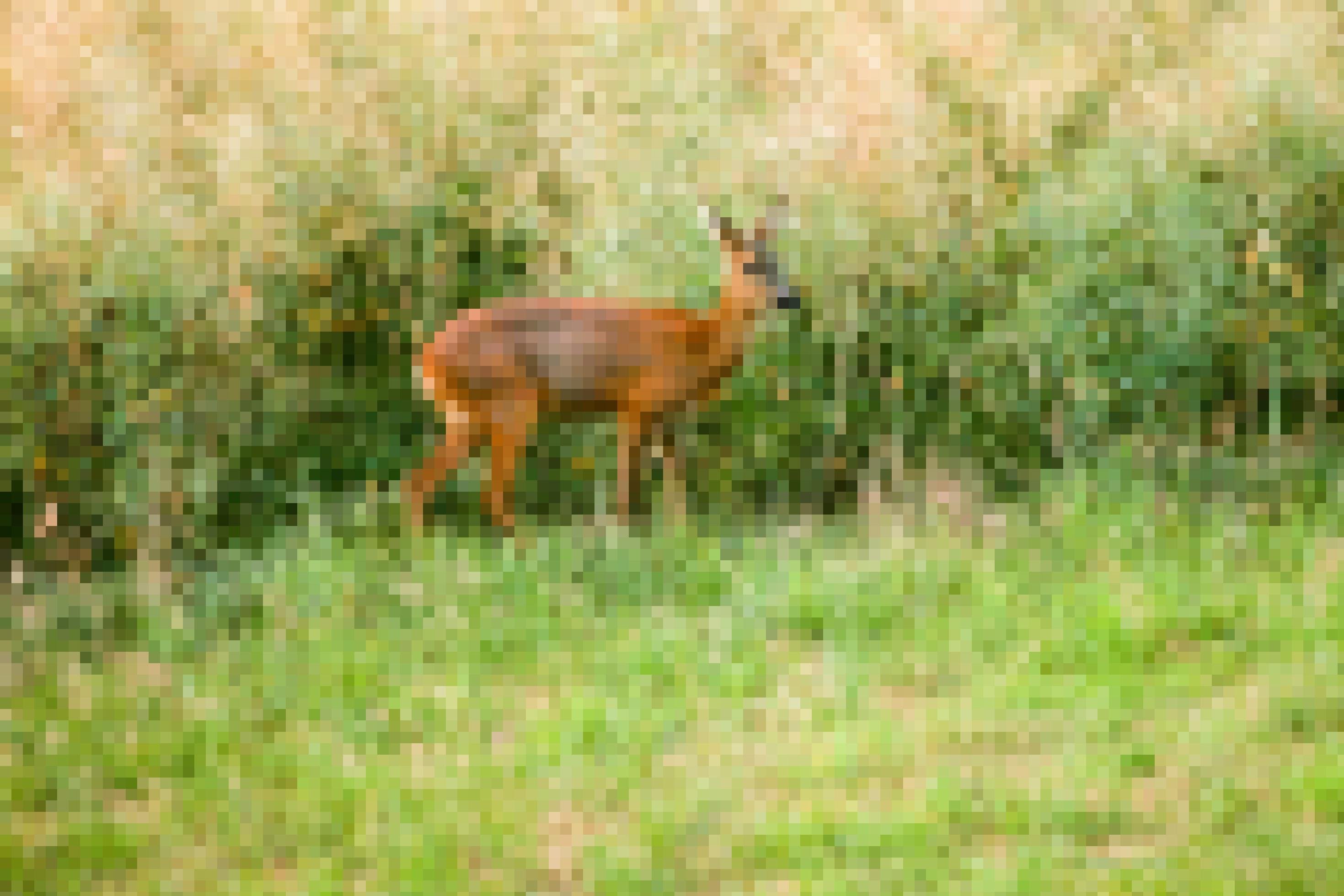 Reh steht vor einem Feld.