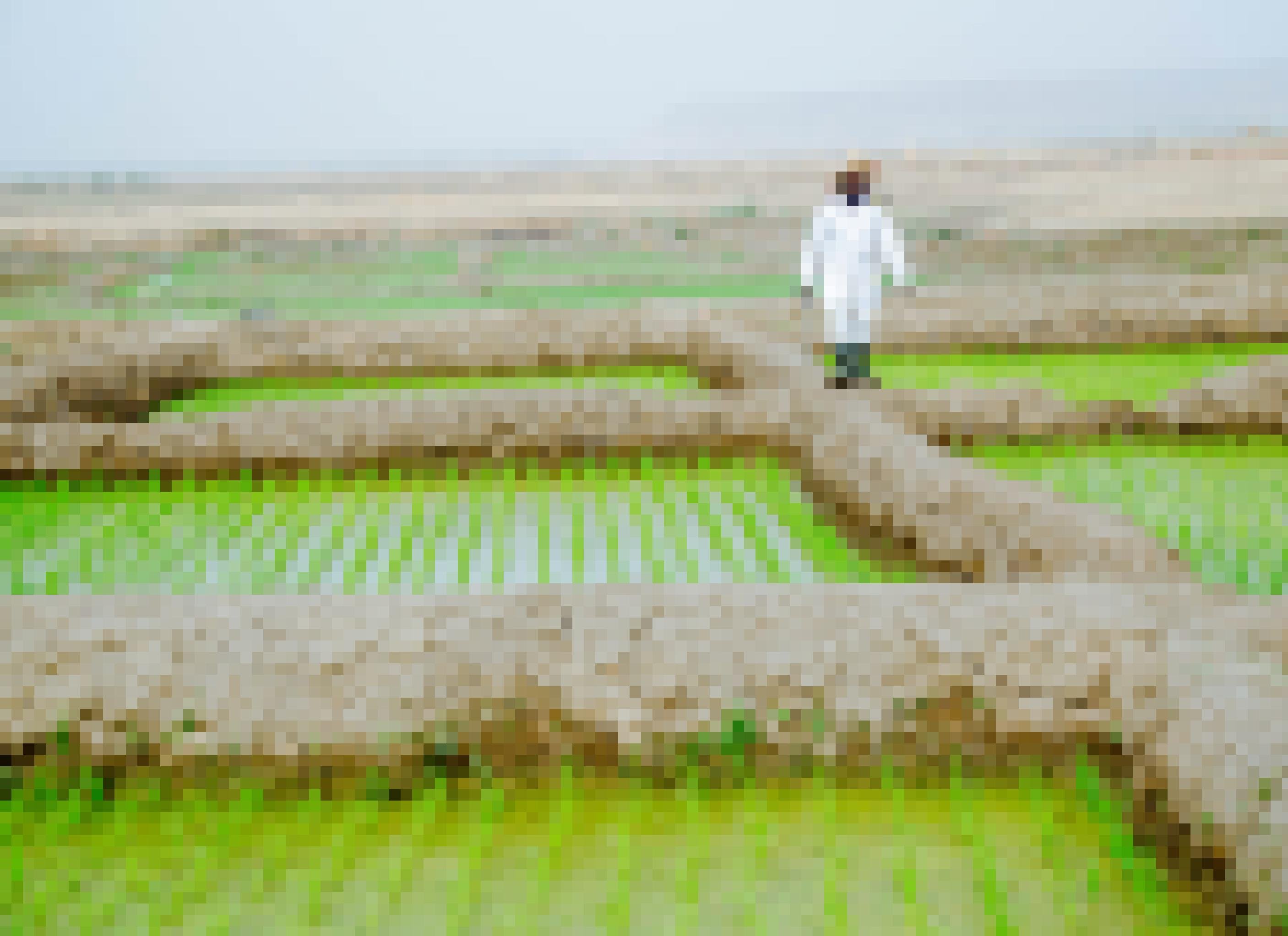 Ein Reisbauer spaziert durch die Ernte in Kebbi, Nordnigeria.