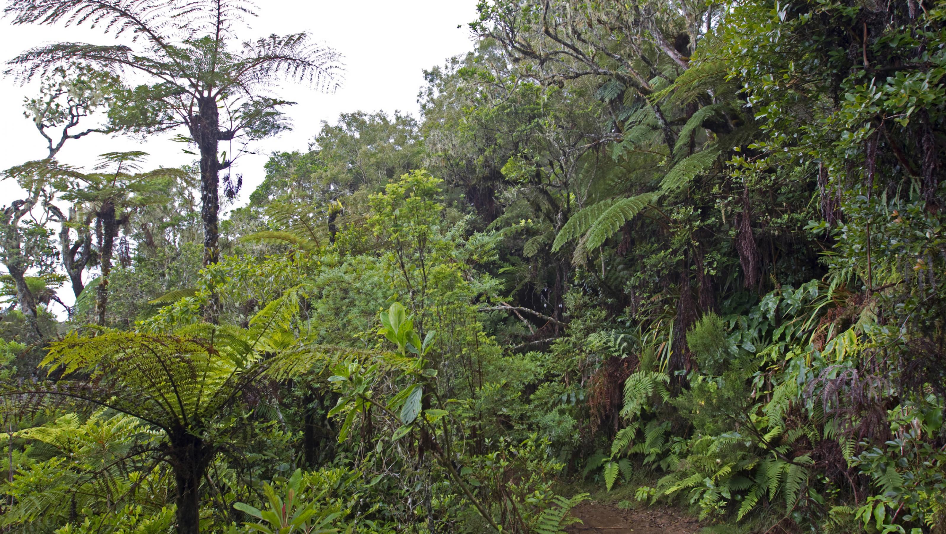 Eine Landschaftsaufnahme aus dem Brutgebiet des Tuit Tuit, die dichten Regenwald zeigt