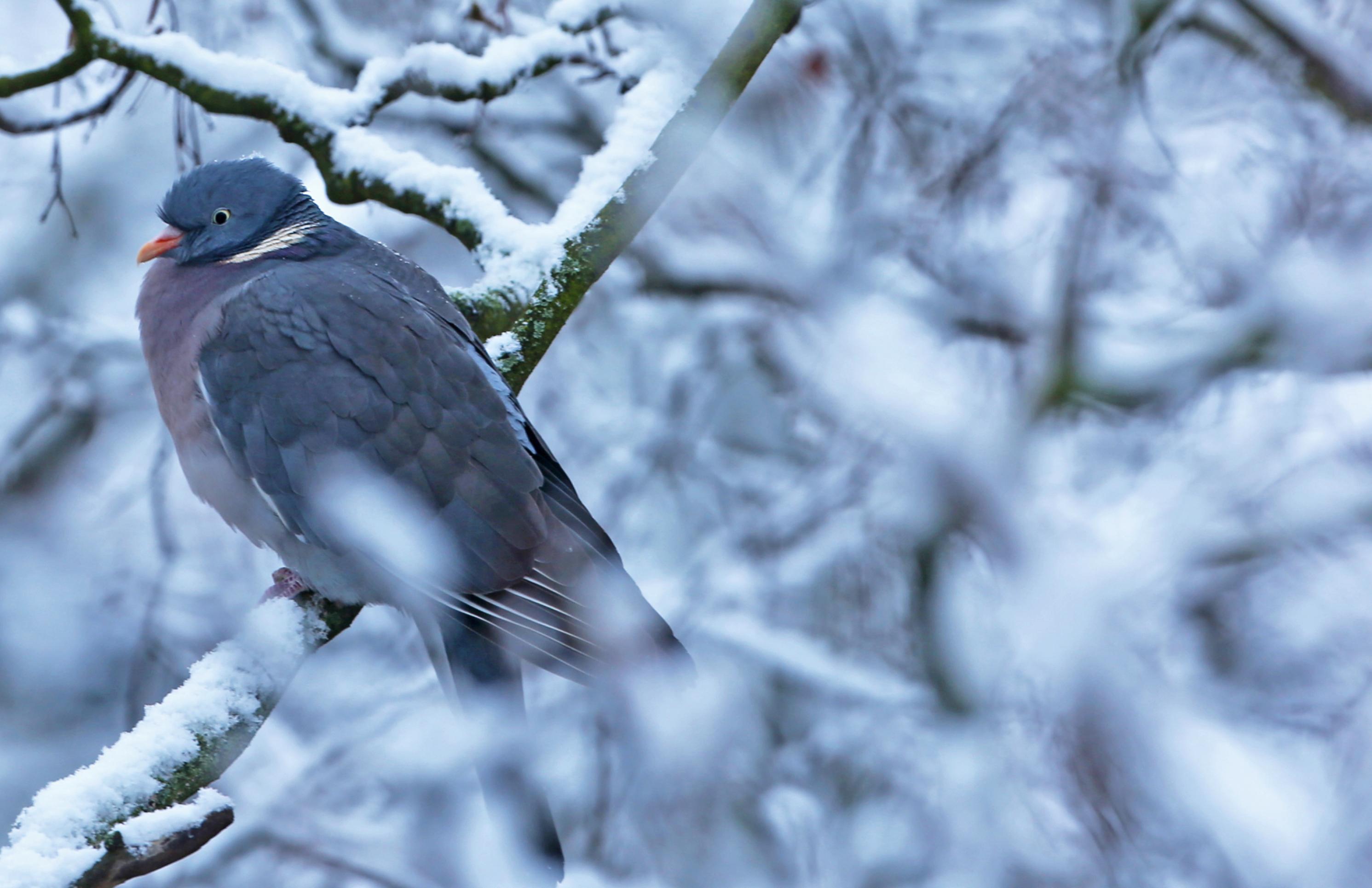 Auch Ringeltauben freuen sich im Winter über Fütterung durch Menschen. Die Haltung, dass ein Zufüttern unökologisch sei, ist glücklicherweise längst durch wissenschaftliche Arbeiten widerlegt.