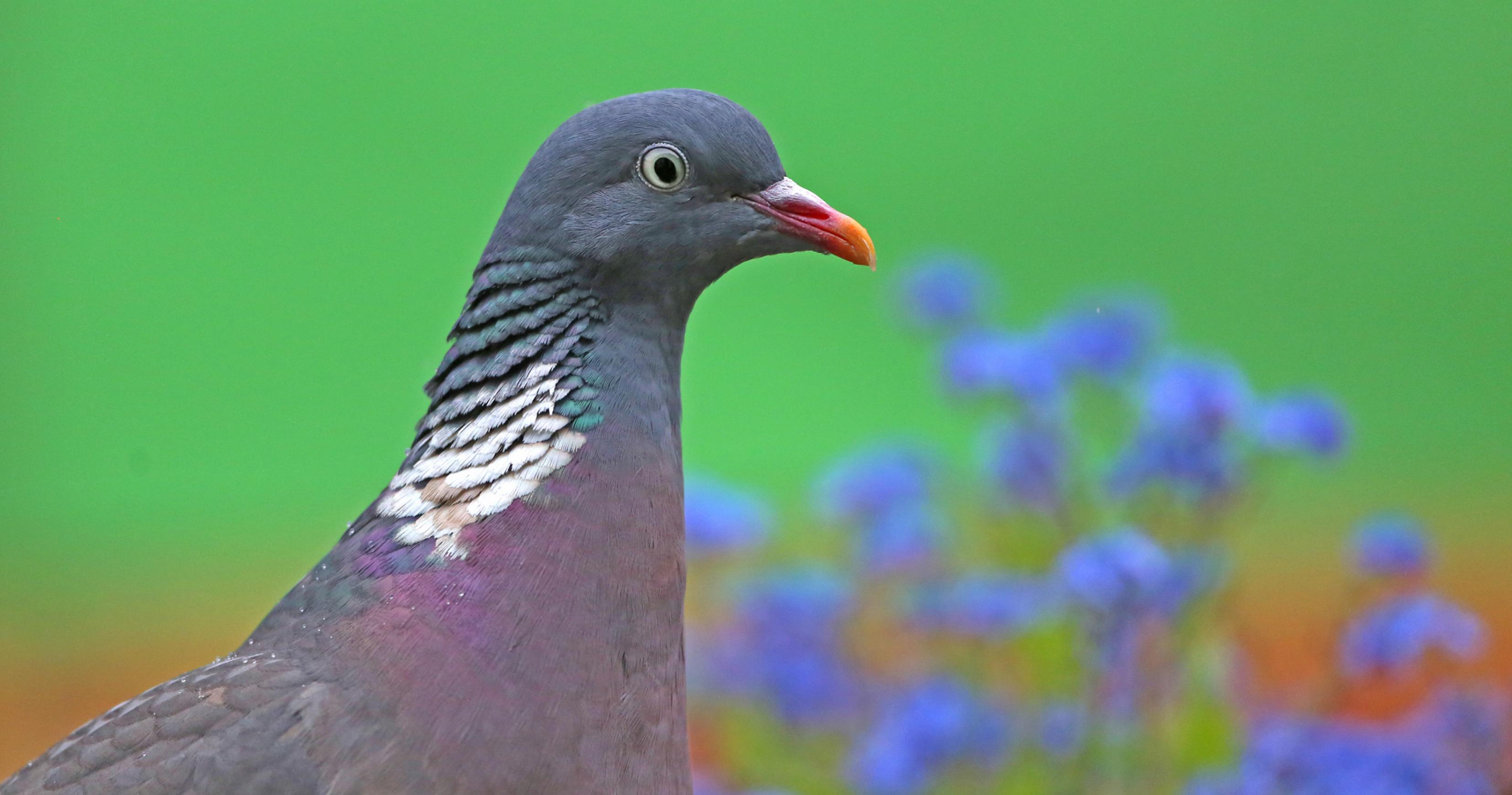Ringeltauben aus dem südlichen Mitteleuropa und aus Nordeuropa sind Zugvögel. Jetzt im Spätsommer lassen sich oft große Trupps auf der Feldflur beobachten.