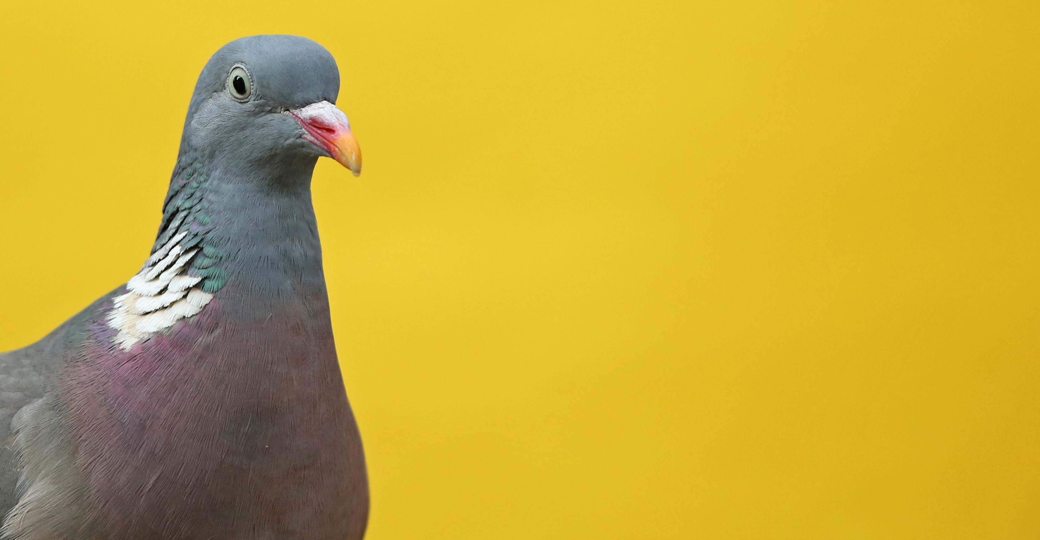 Die deutsche Jagdstatistik weist sie nicht eigens aus, sondern fasst sie unter „Wildtauben“ zusammen. Allein in Deutschland werden in jedem Jahr rund eine halbe Million „Wildtauben“ erschossen, die meisten davon sind Ringeltauben.