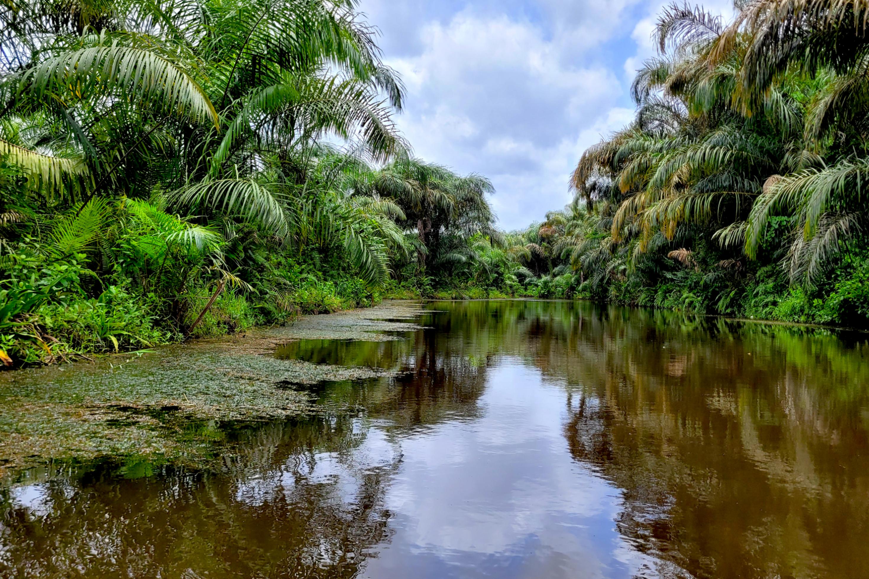 Ein dunkler Fluss, eingerahmt von dichtem Regenwald.