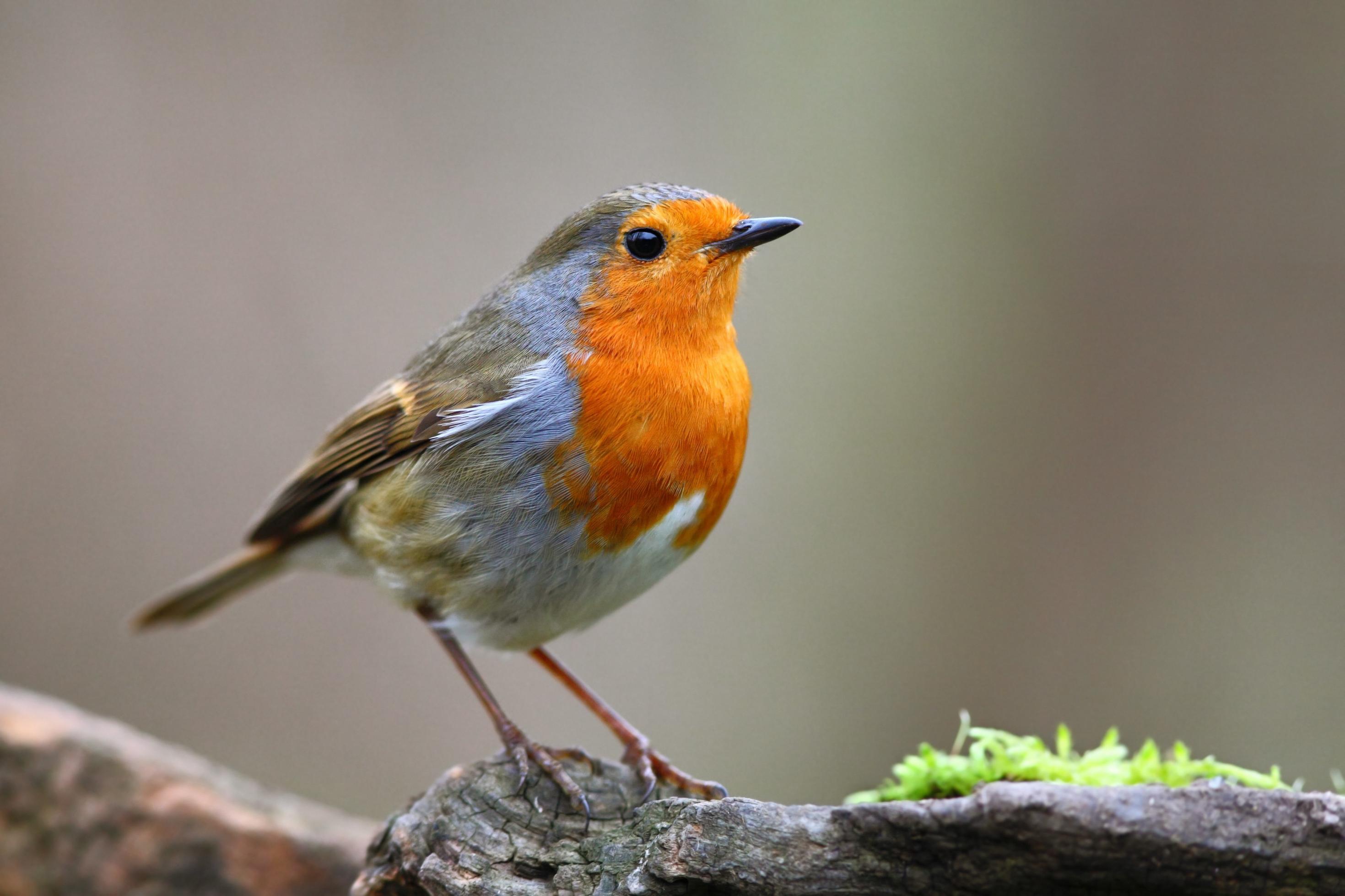 Großbritannien als Vorbild: Norbert Schäffer sieht in der Fütterung einen guten Weg, um eine ganz selbstverständliche Nähe zu Rotkehlchen und anderen Angehörigen der Vogelwelt zu entwickeln.