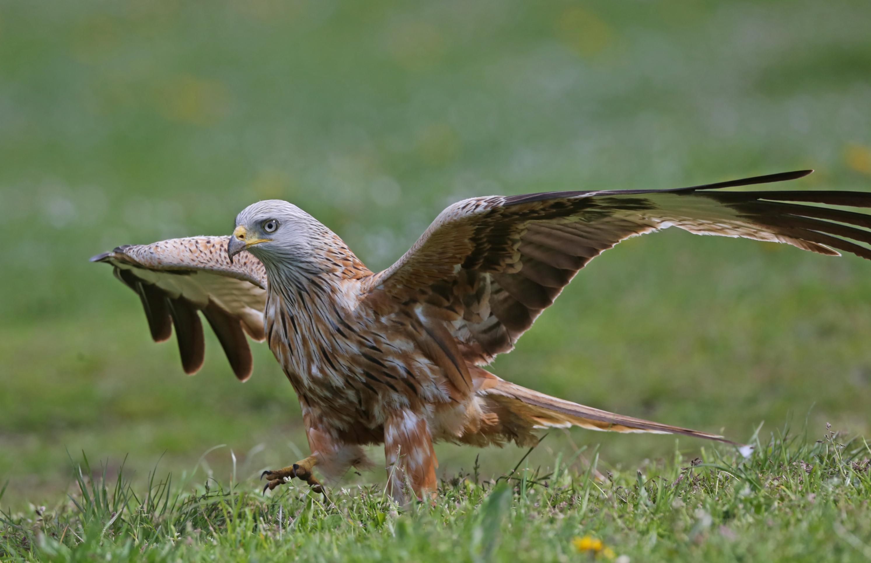 Ein Rotmilan schreitet auf einer Wiese und hat die Flügel ausgebreitet.