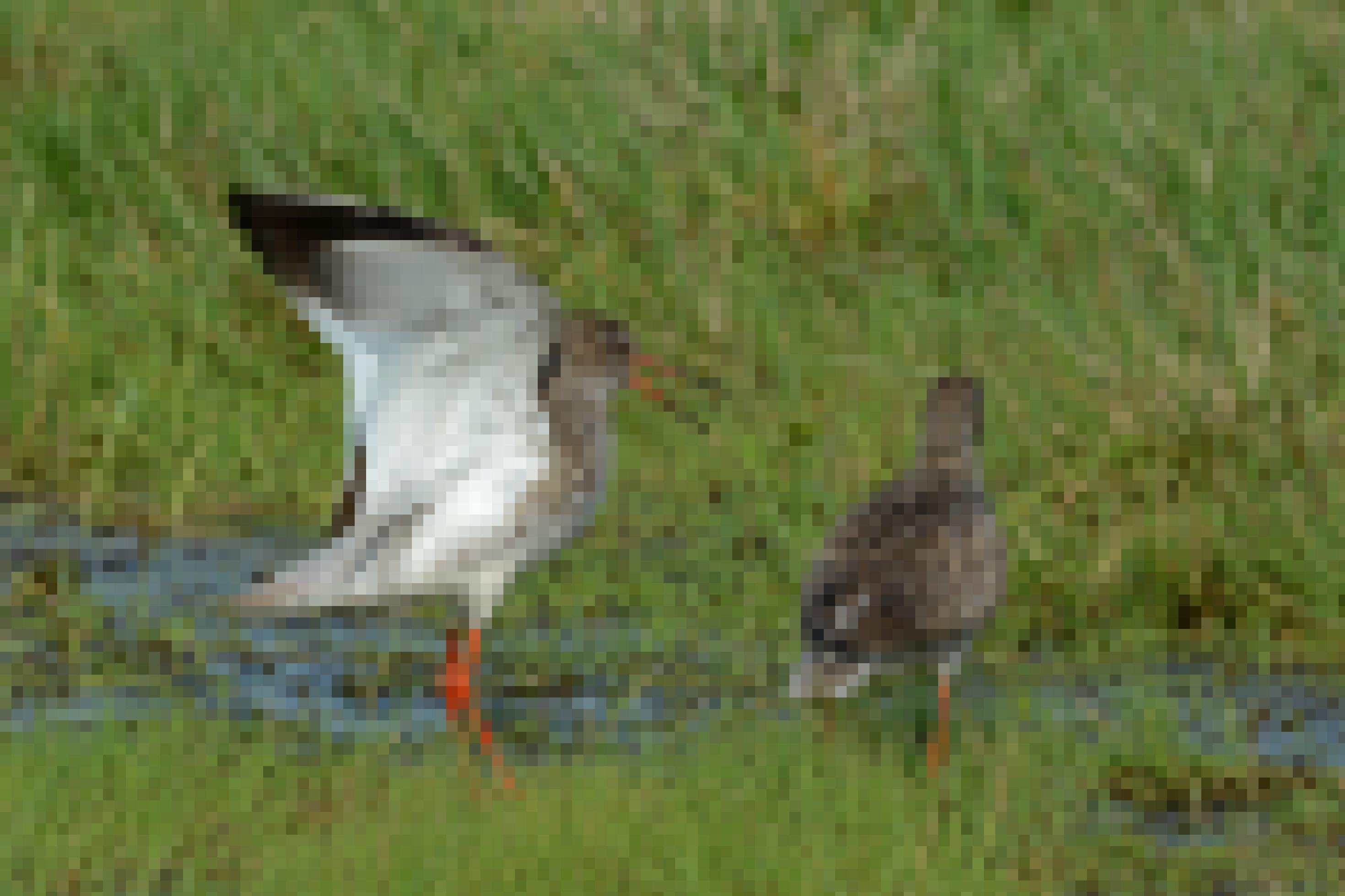 Zwei Rotschenkel im Gras. Der eine hat seinen langen, an der Wurzel roten Schnabel leicht geöffnet, bei zeigen ihre namensgebenden leuchtend roten Beine