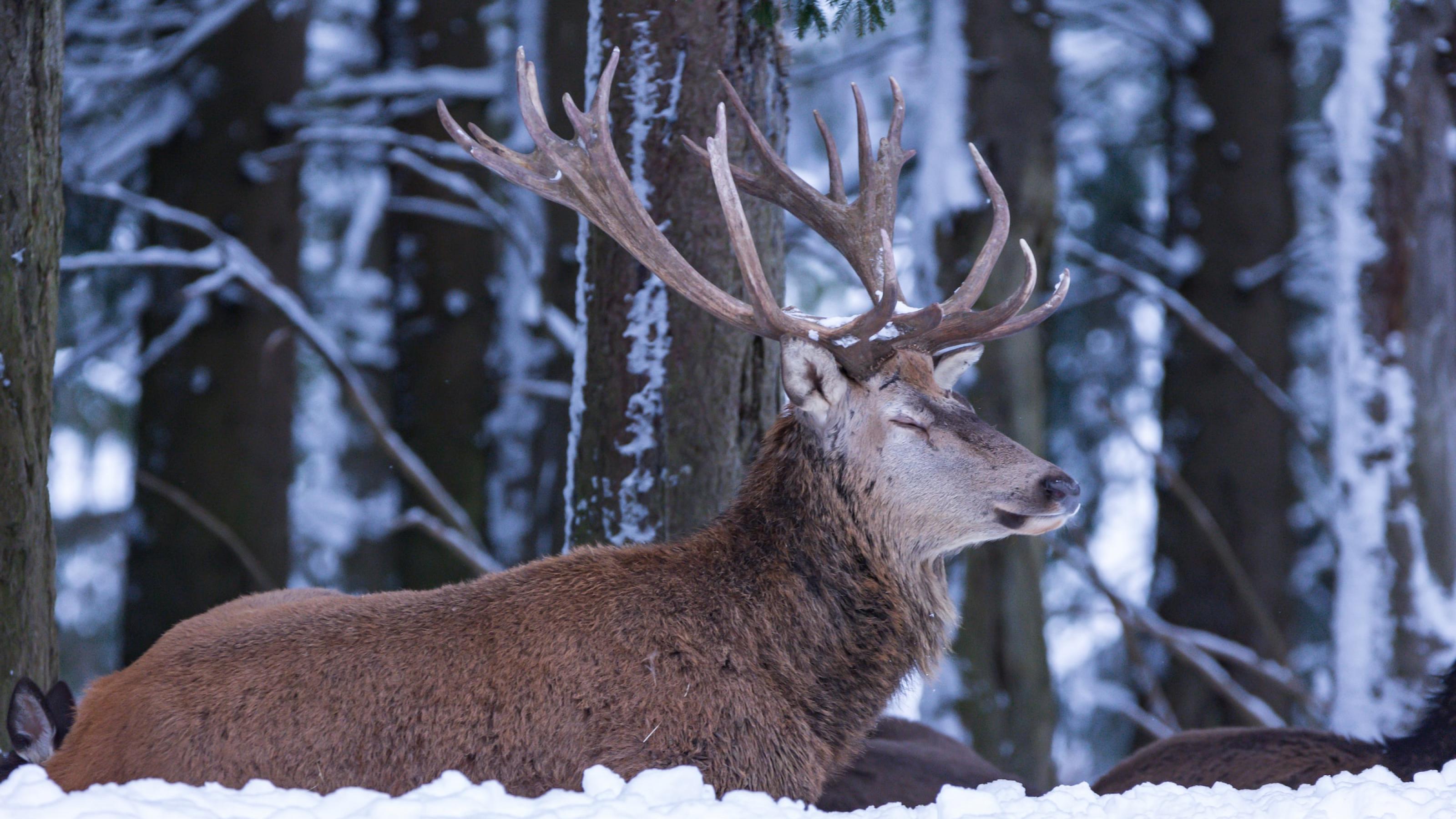 Ein Hirsch hält die Augen geschlossen und liegt entspannt und ruhig gebettet auf Schnee.
