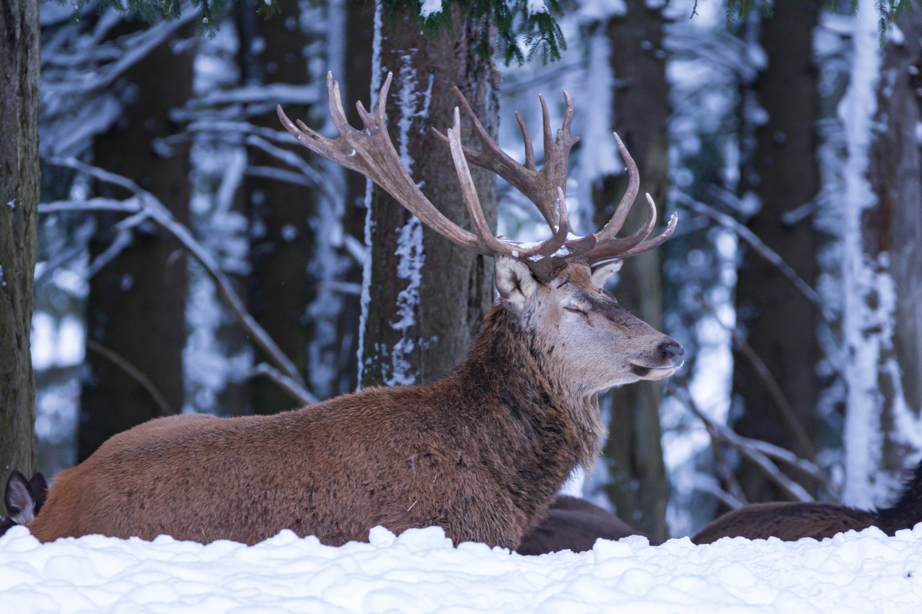 Ein Hirsch hält die Augen geschlossen und liegt entspannt und ruhig gebettet auf Schnee.