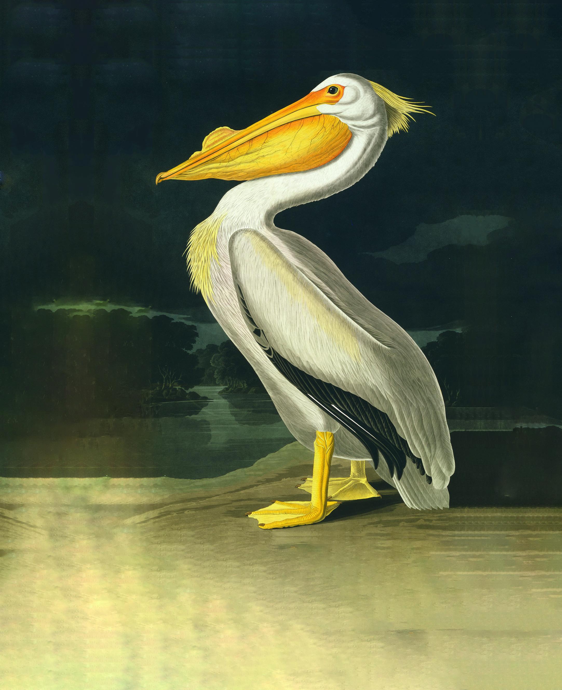 Aus Audubons bekanntestem Werk, den „Birds of America“, stammt dieser Nashornpelikan von 1836 (Bild aus dem besprochenen Band).